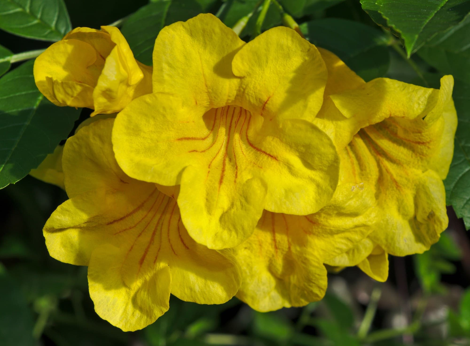 Yellow elder (Tecoma stans) flowers