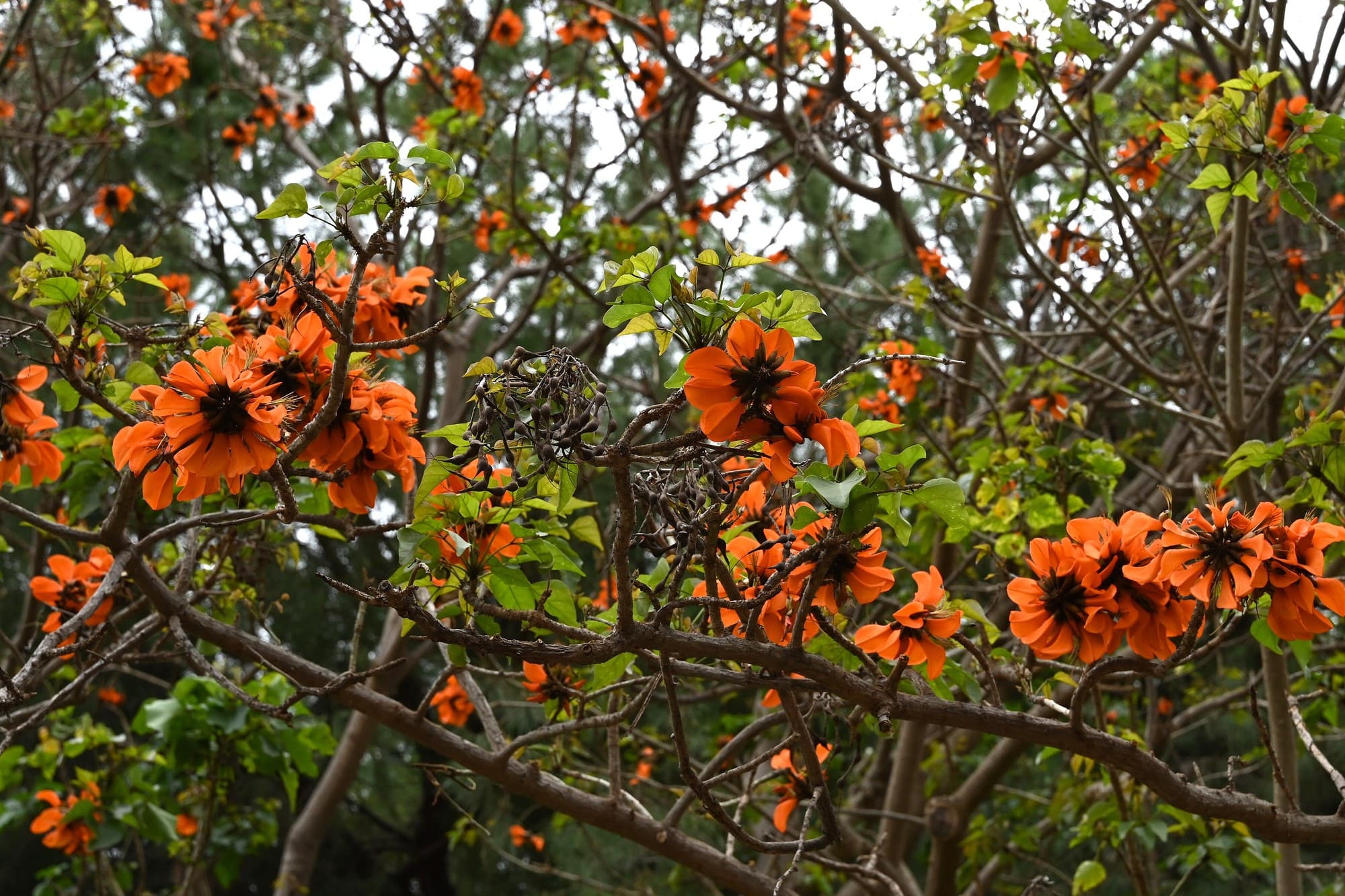 Cockspur coral tree (Erythrina crista-galli) flowers
