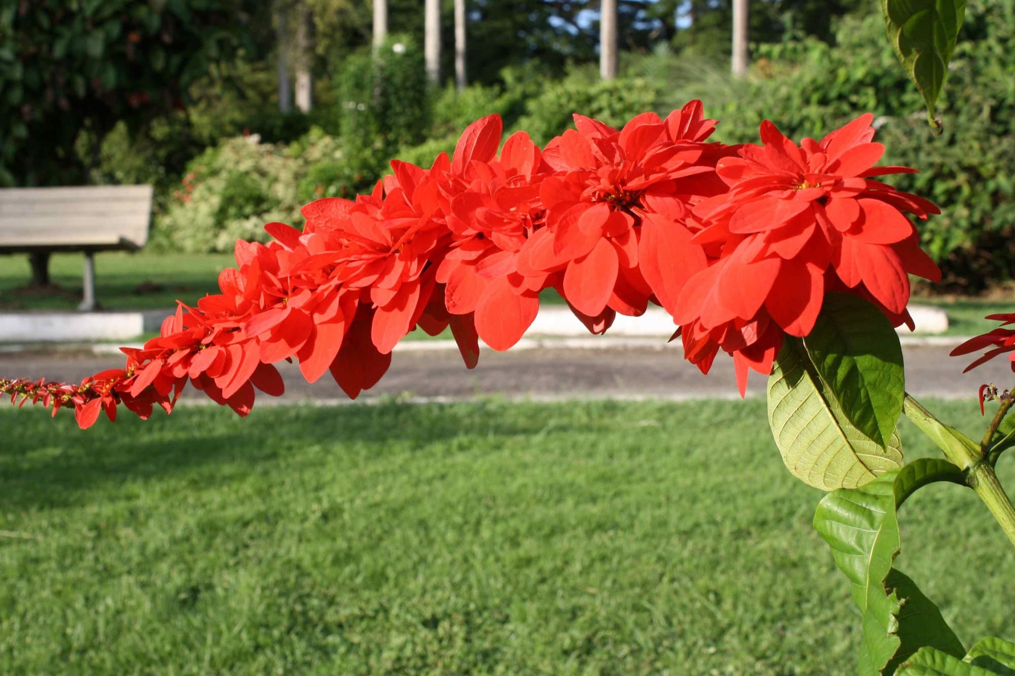 Chaconia (Warszewiczia coccinea) flowers