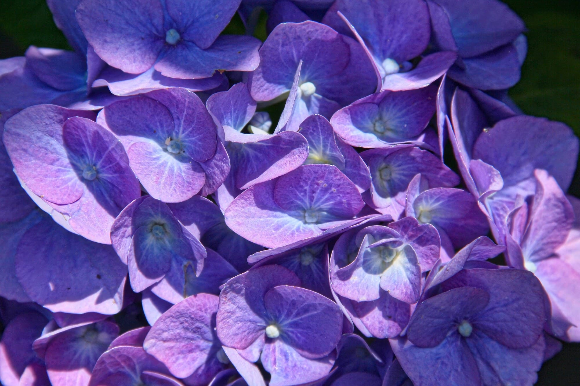 48 Blue Flowers From Around the World: Names and Pictures