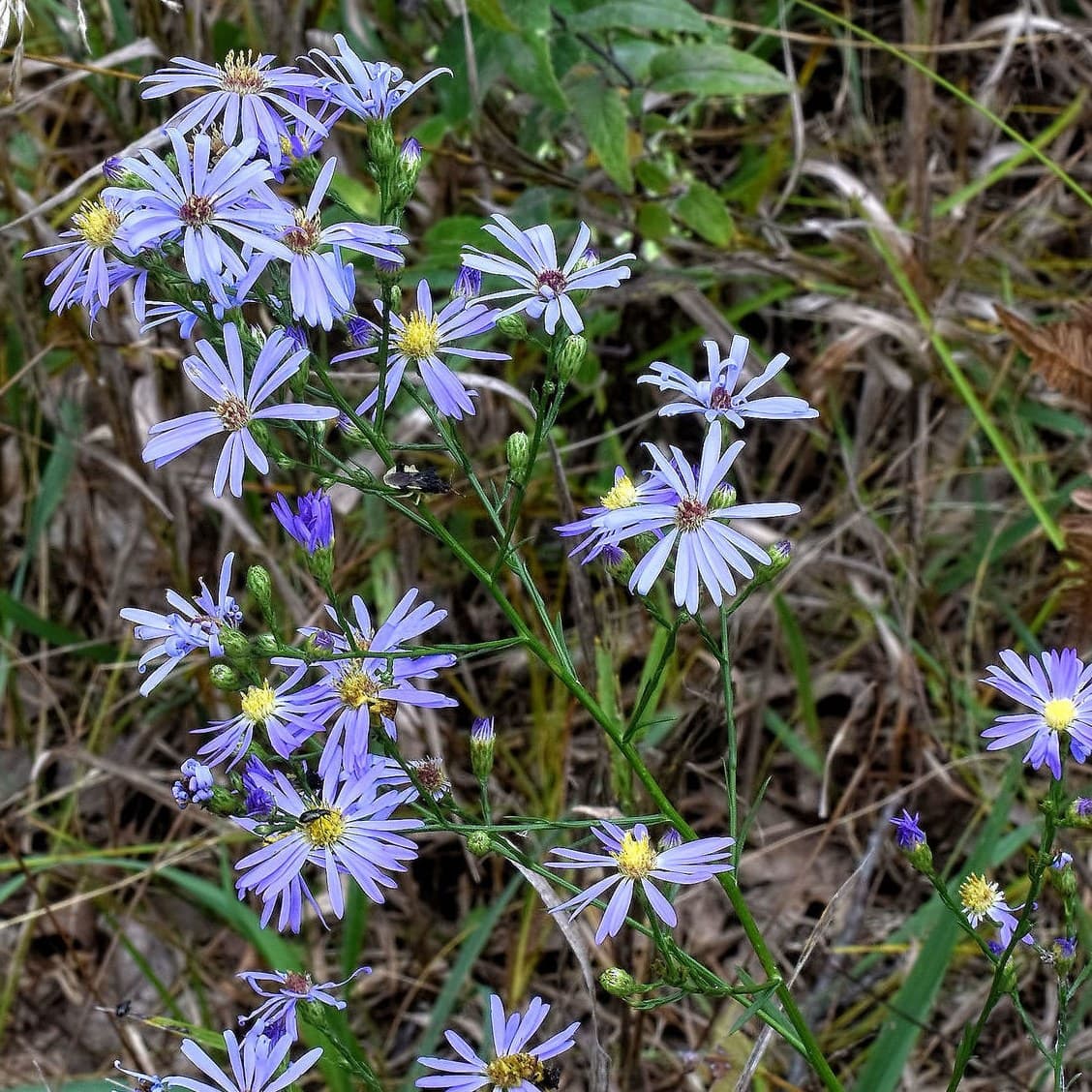 Azure Aster Flowers