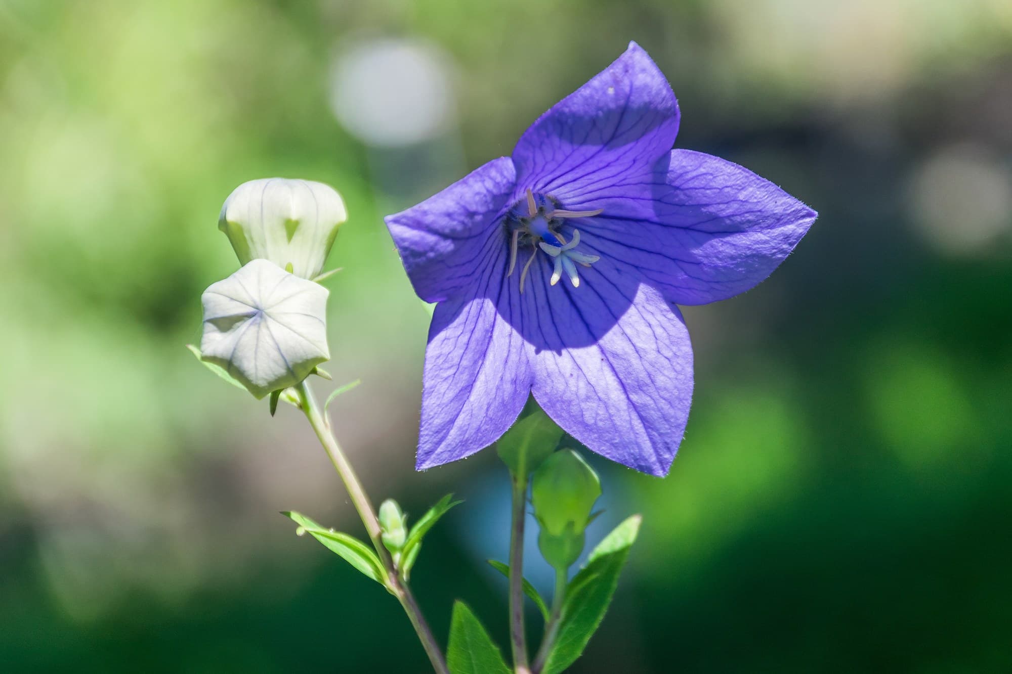 Blue balloon flower (Platycodon grandiflorus)