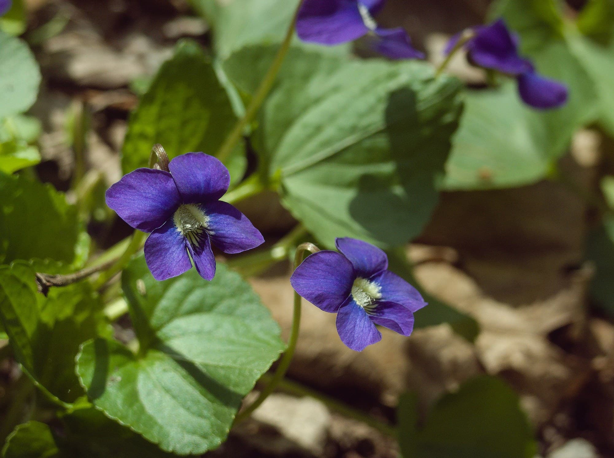 Blue Violet Flowers
