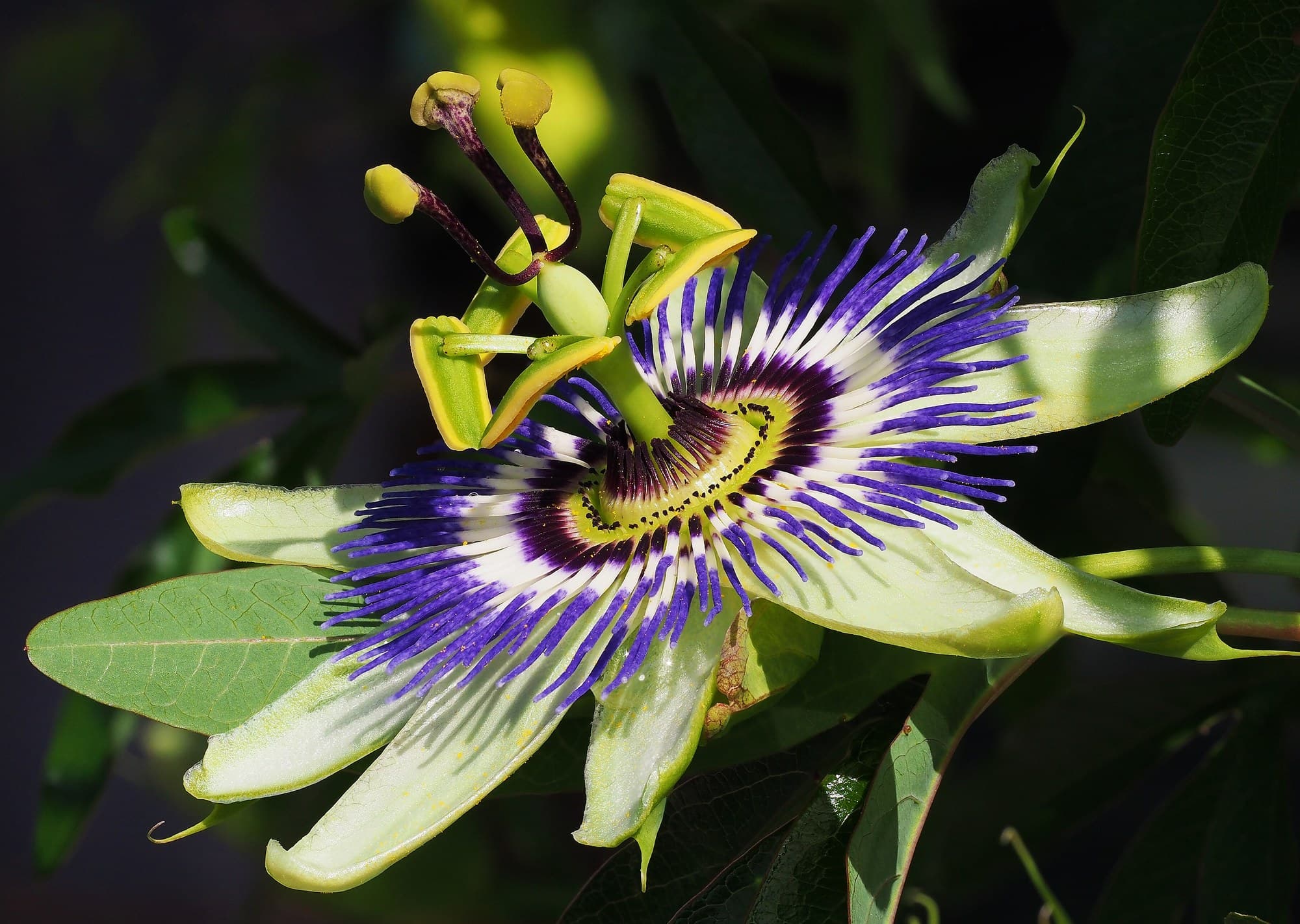 Bluecrown Passionflower