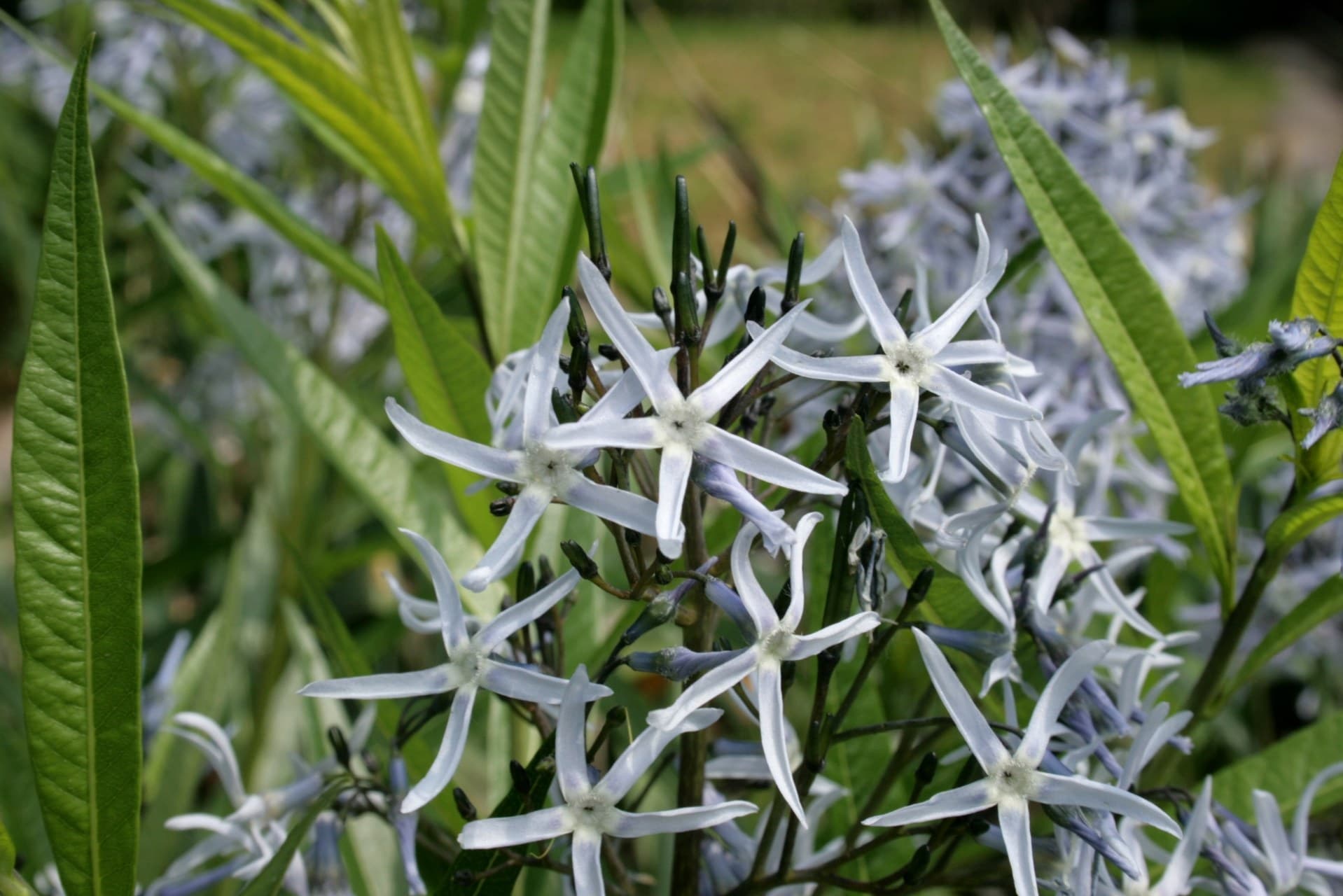 Blue Star Flower