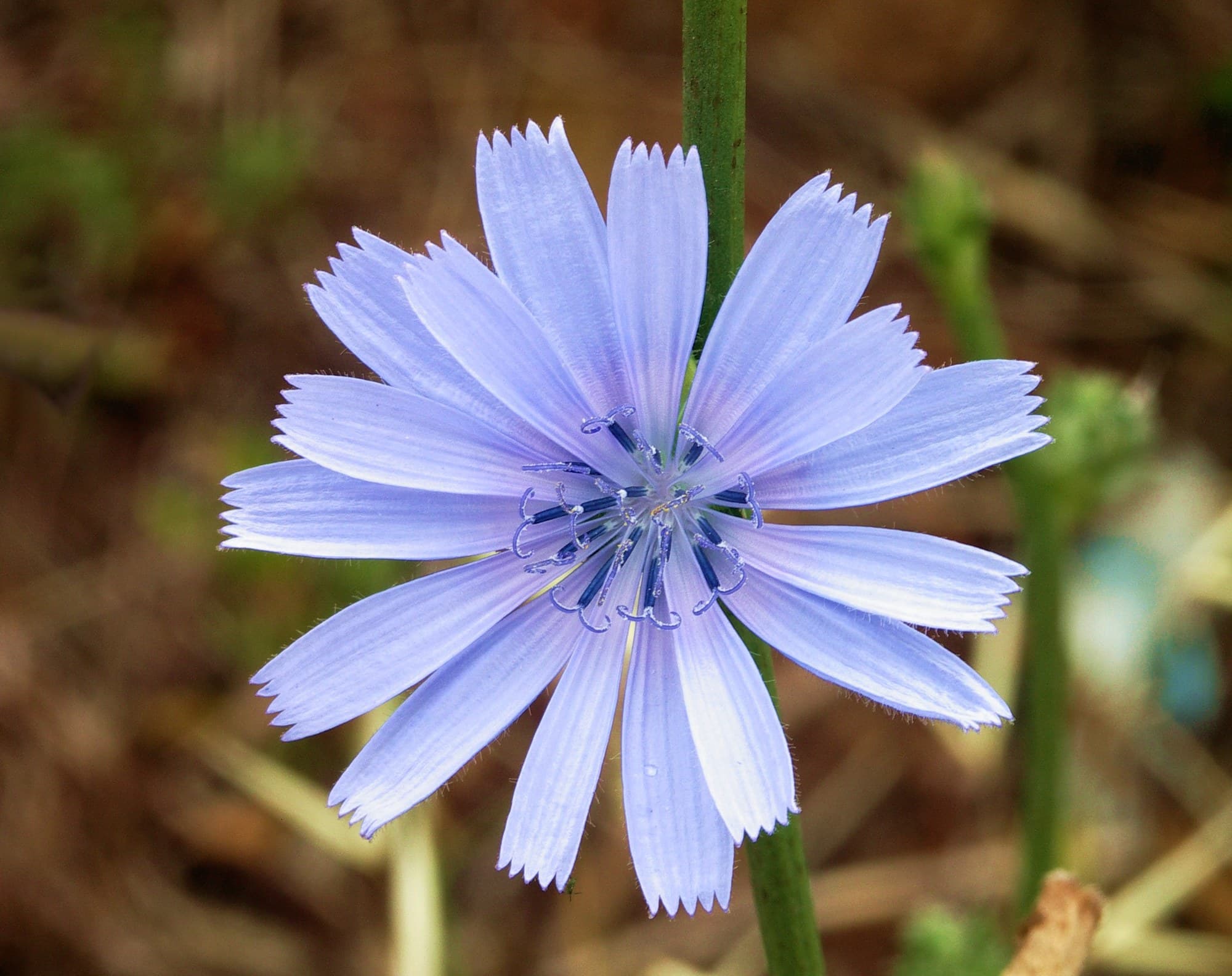 Chicory Flower Blue