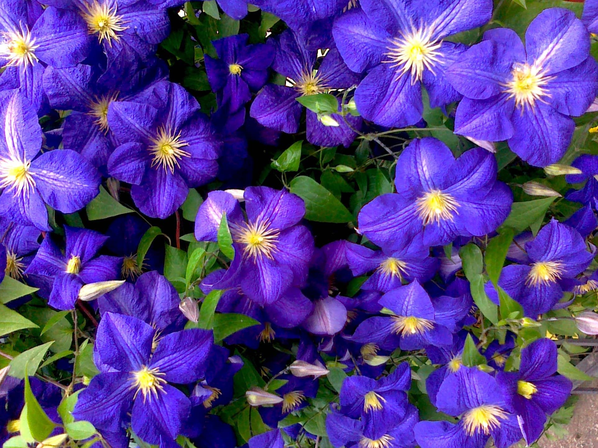 Clematis Flower