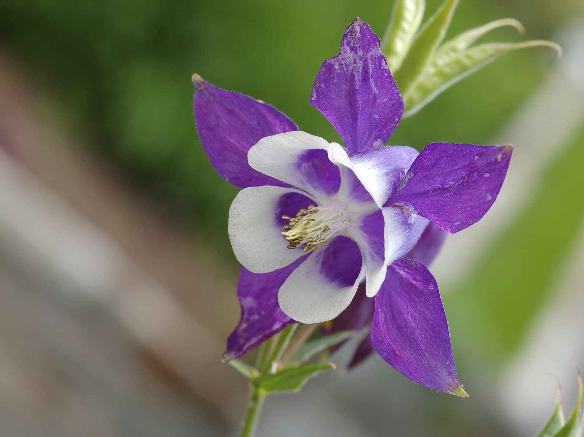 Columbine flowers