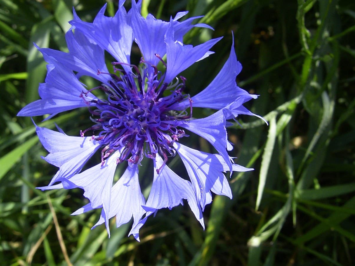 Cornflower