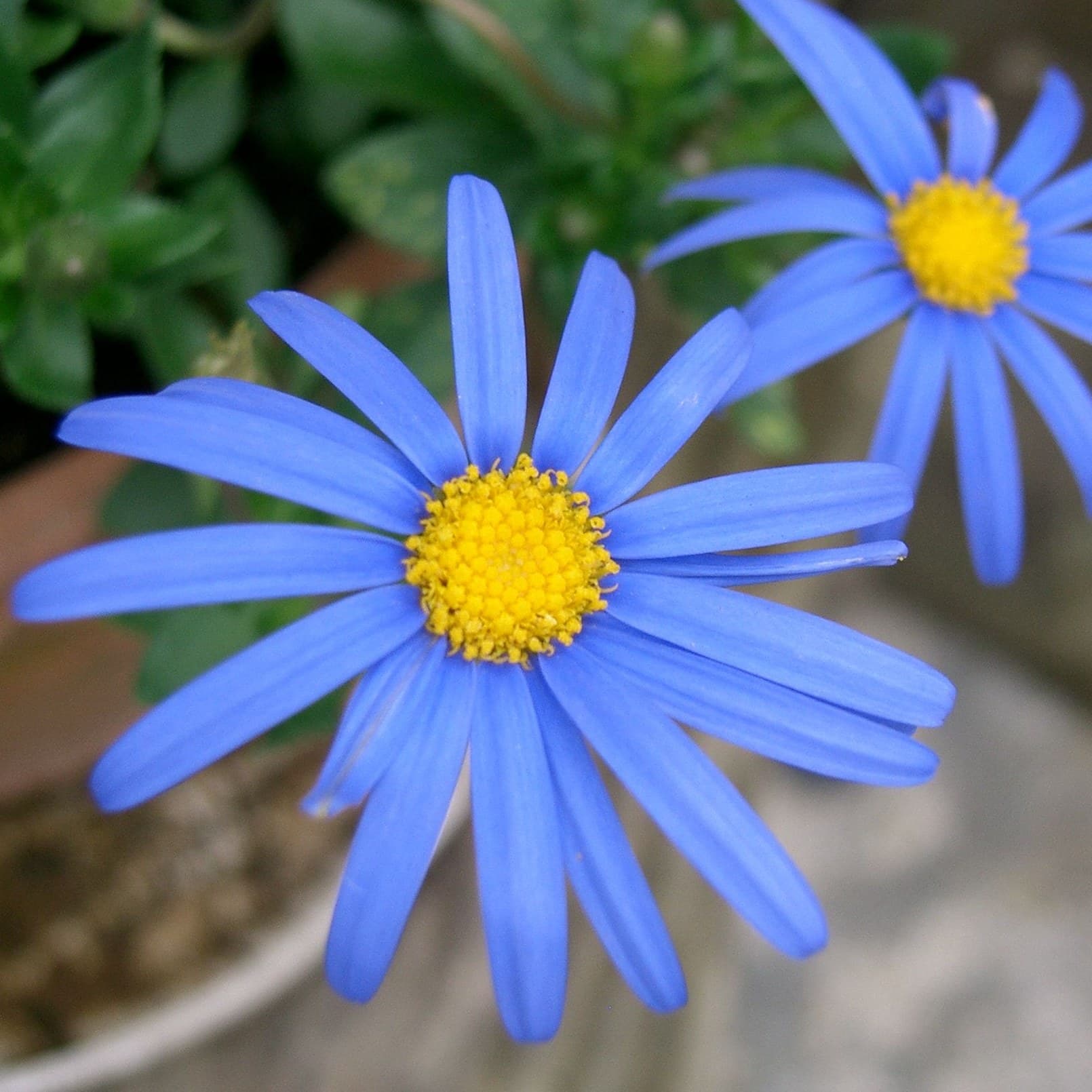 Blue daisy (Felicia amelloides) with a yellow centre