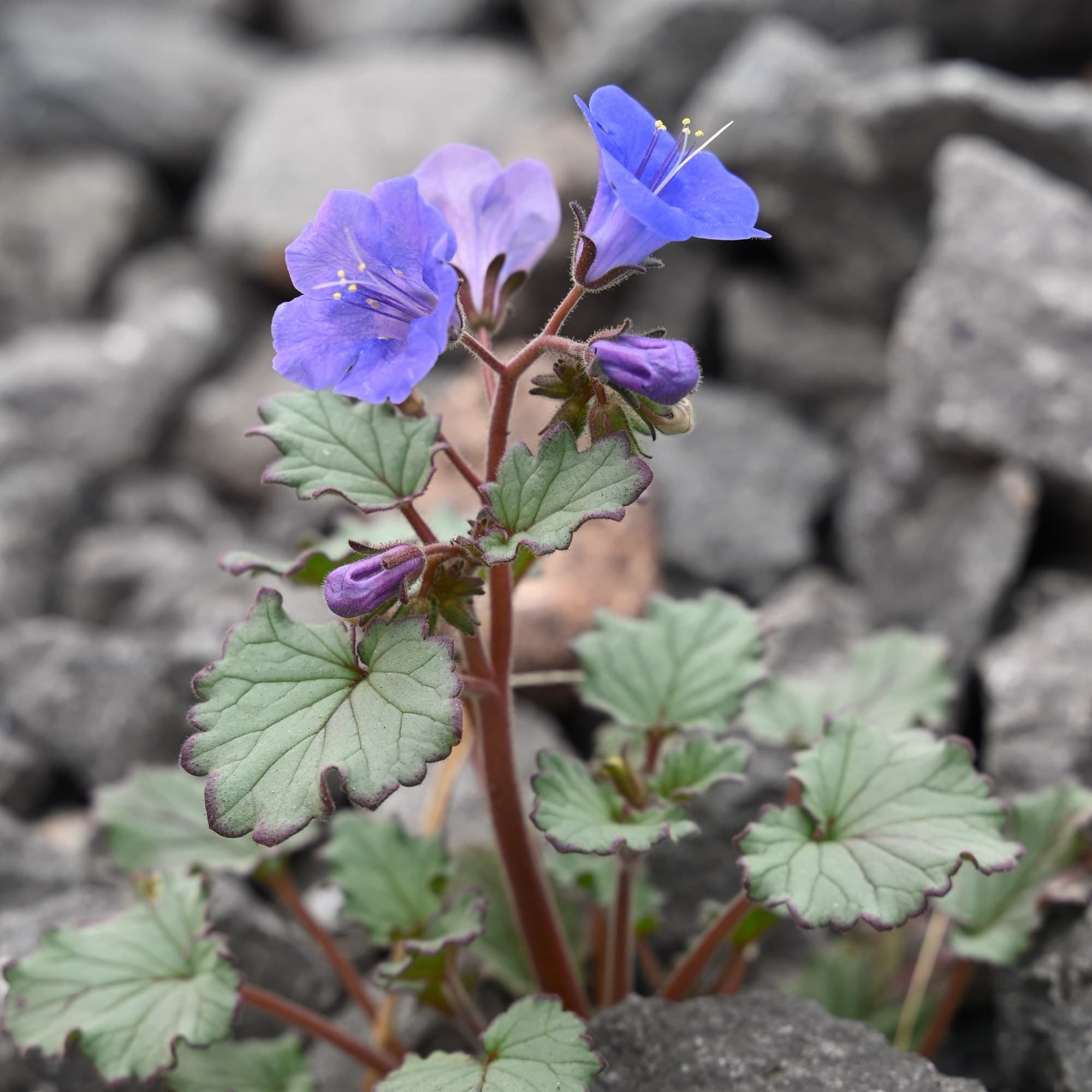Desert Bluebell