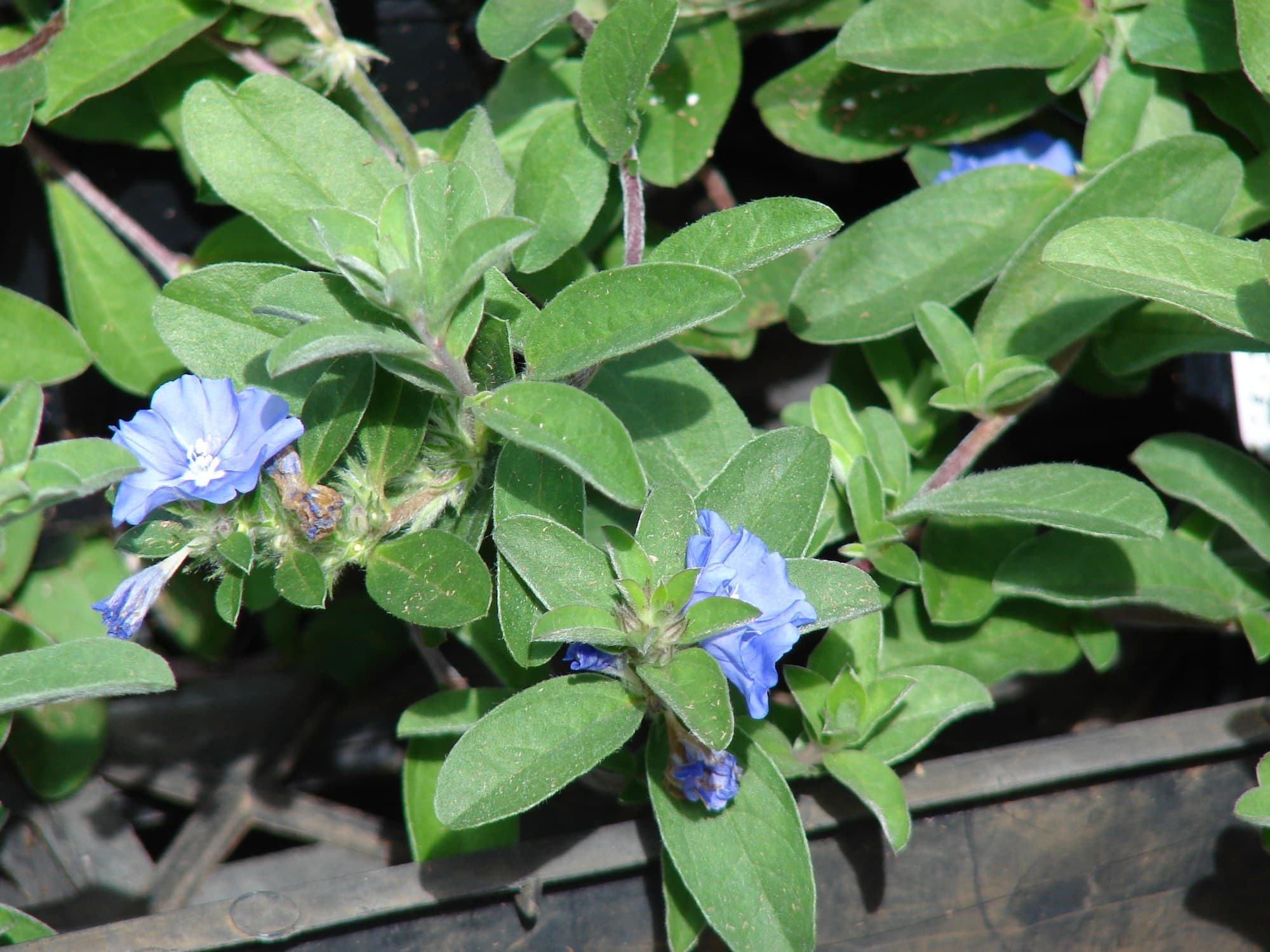 Blue Daze Flower