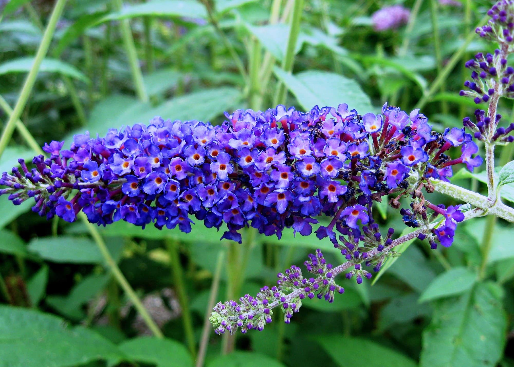 Empire Blue Butterfly Bush Flower