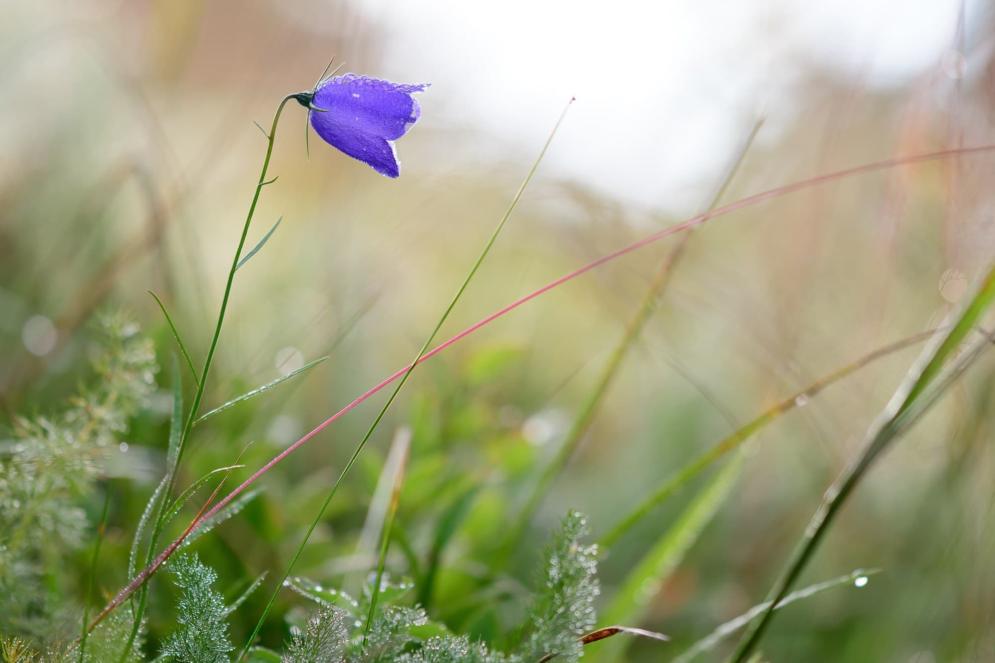 Fairy Thimble Flowers