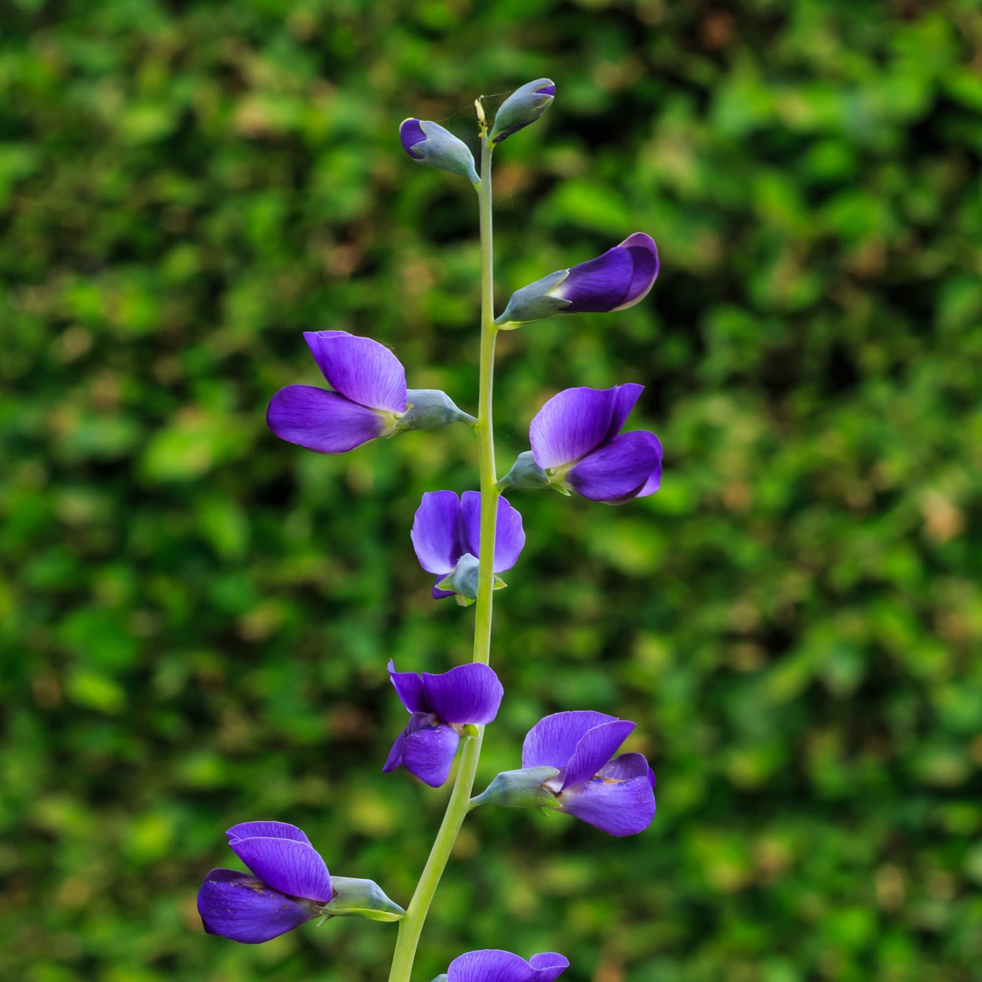 Blue False Indigo