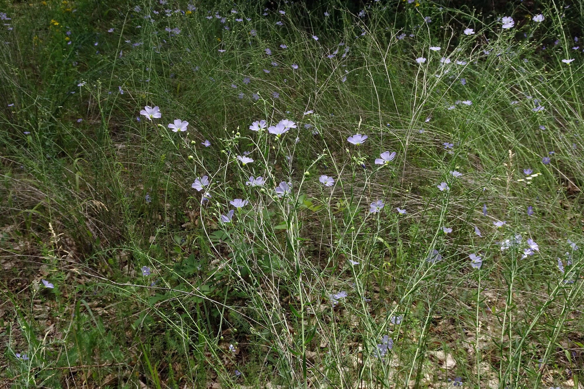 Flax flower
