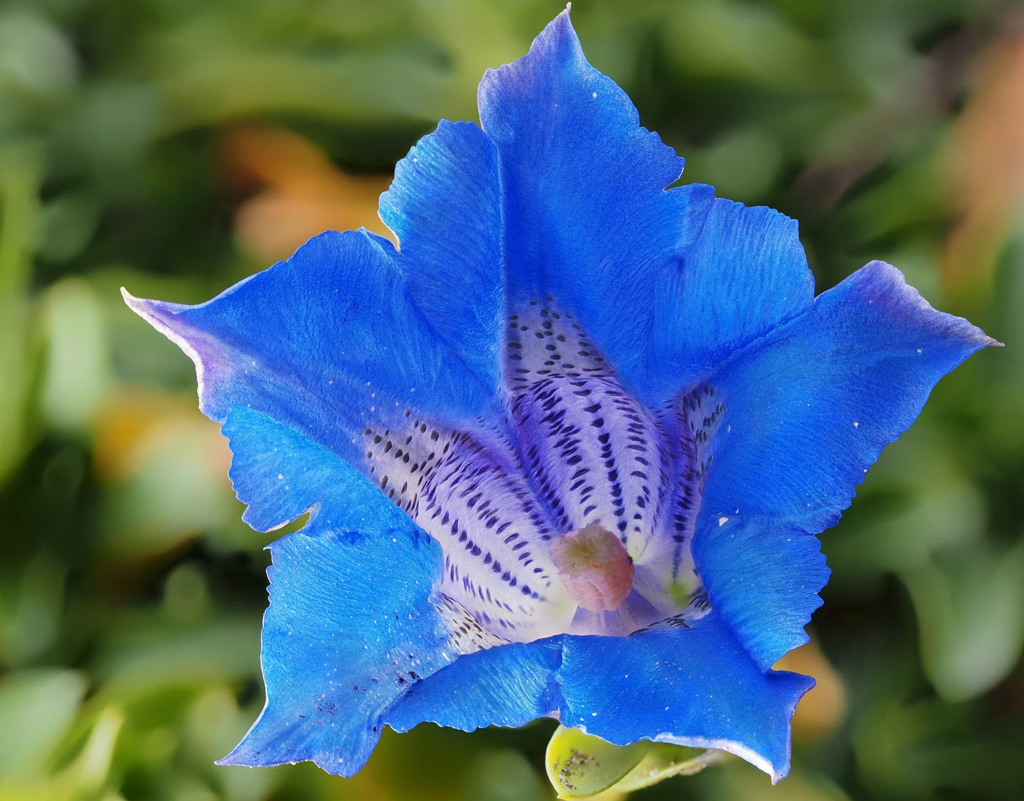 Gentian Flower
