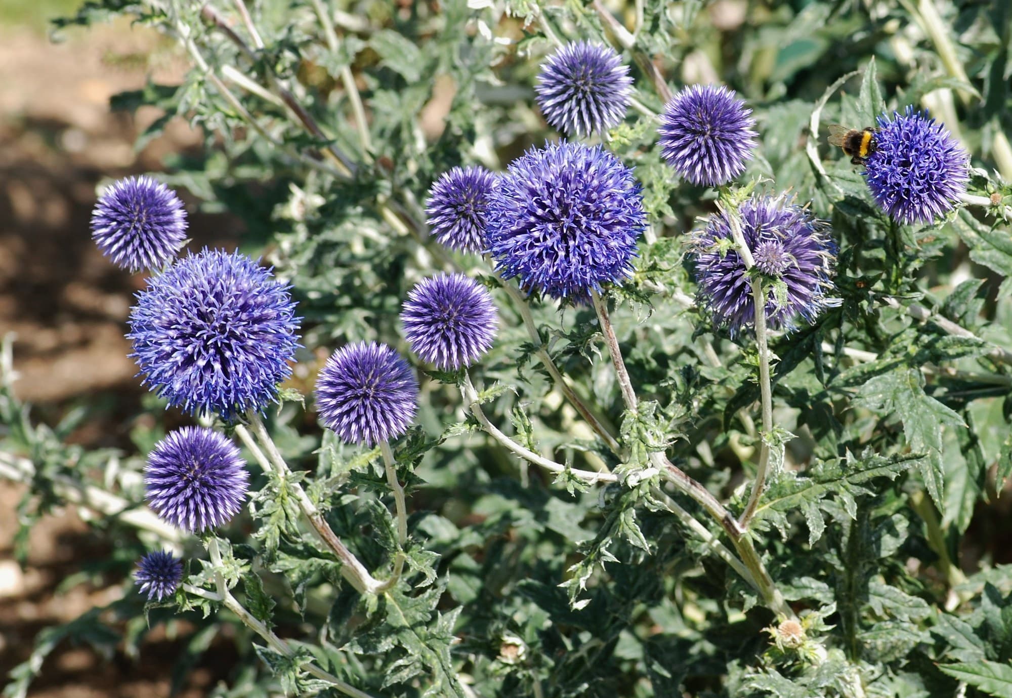 Globe Thistle Flower