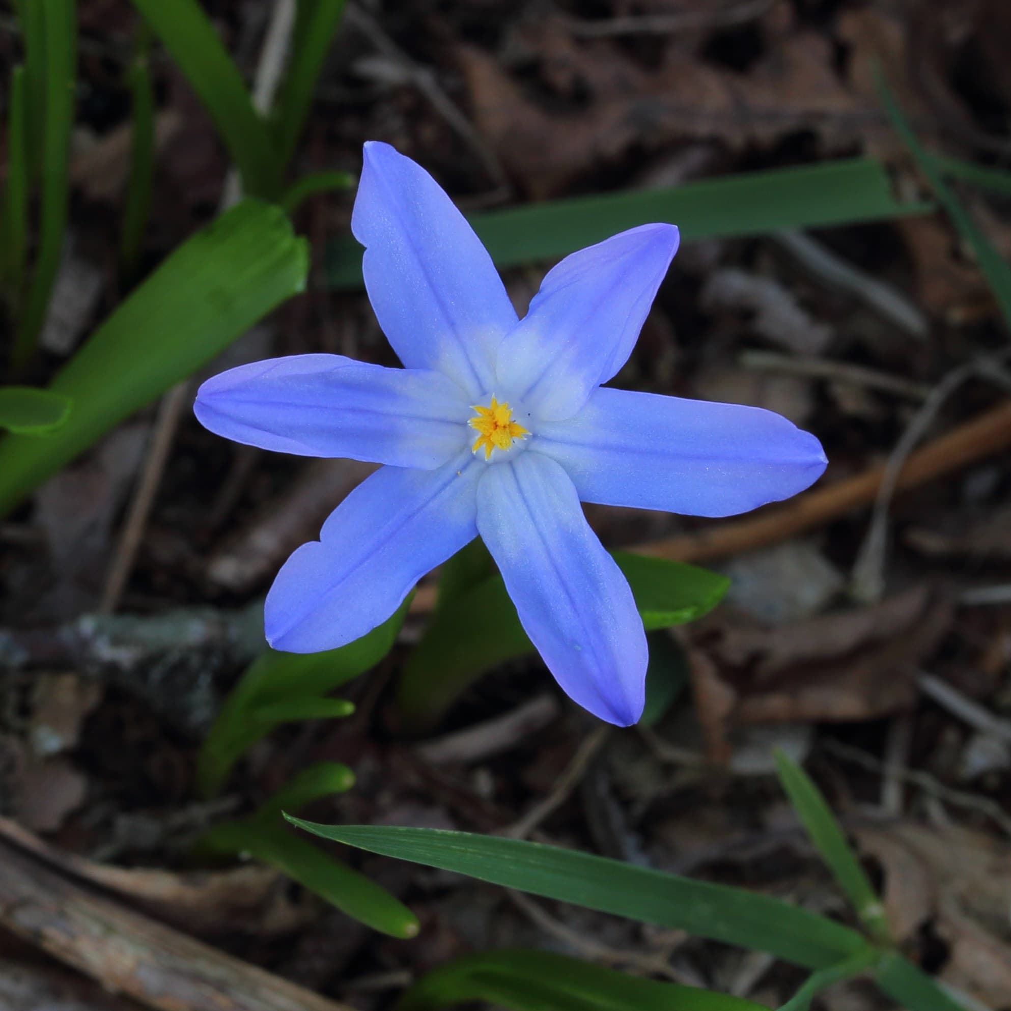 Glory-of-the-snow Flower