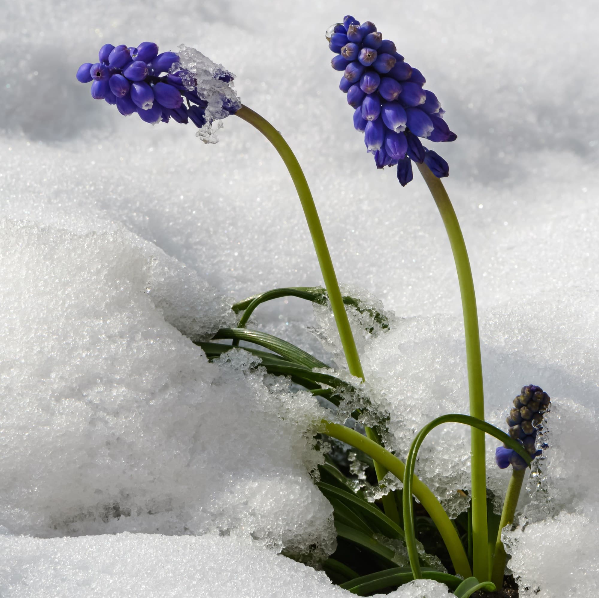 Grape Hyacinth