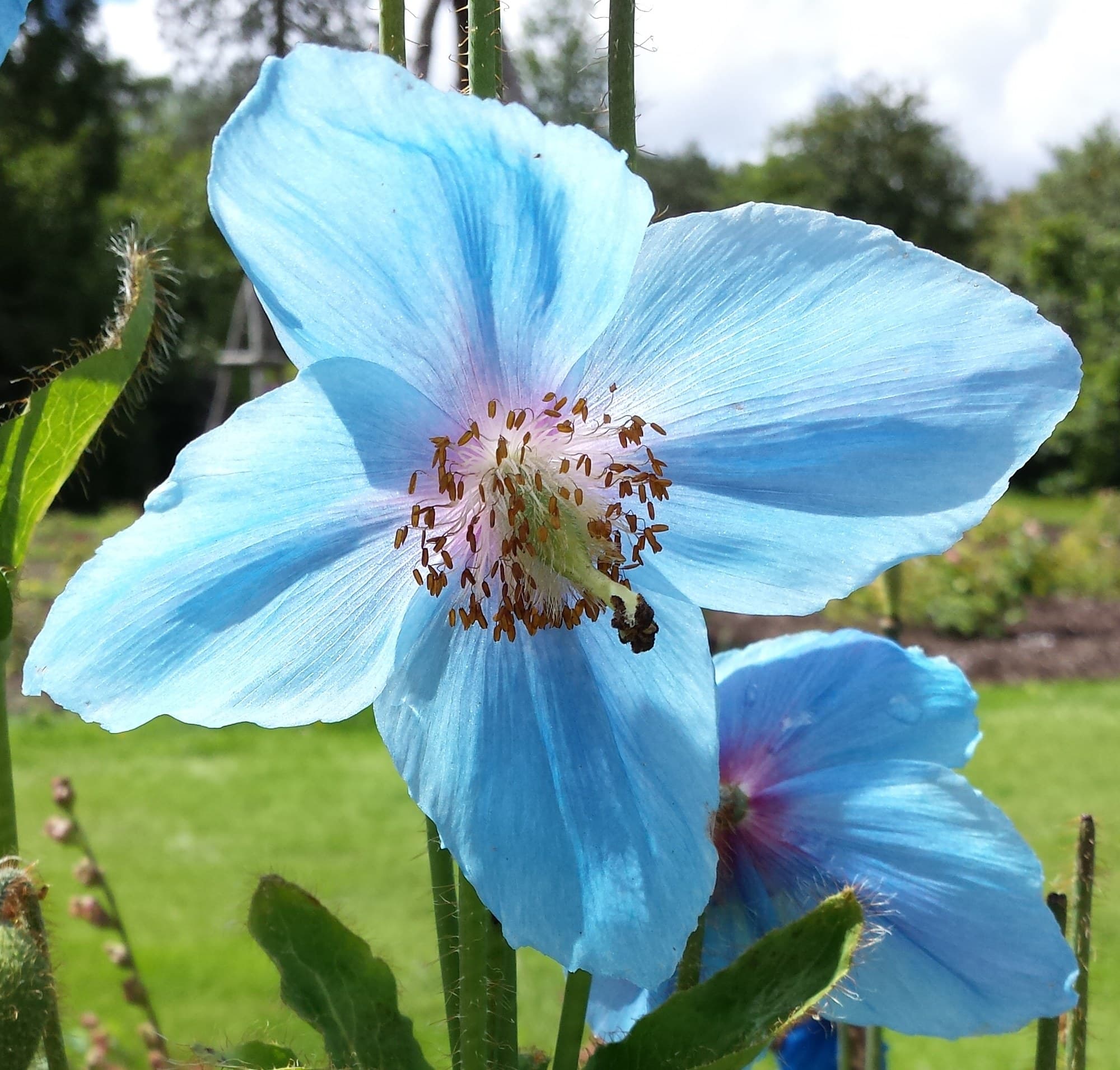 Himalayan Blue Poppy Flowers