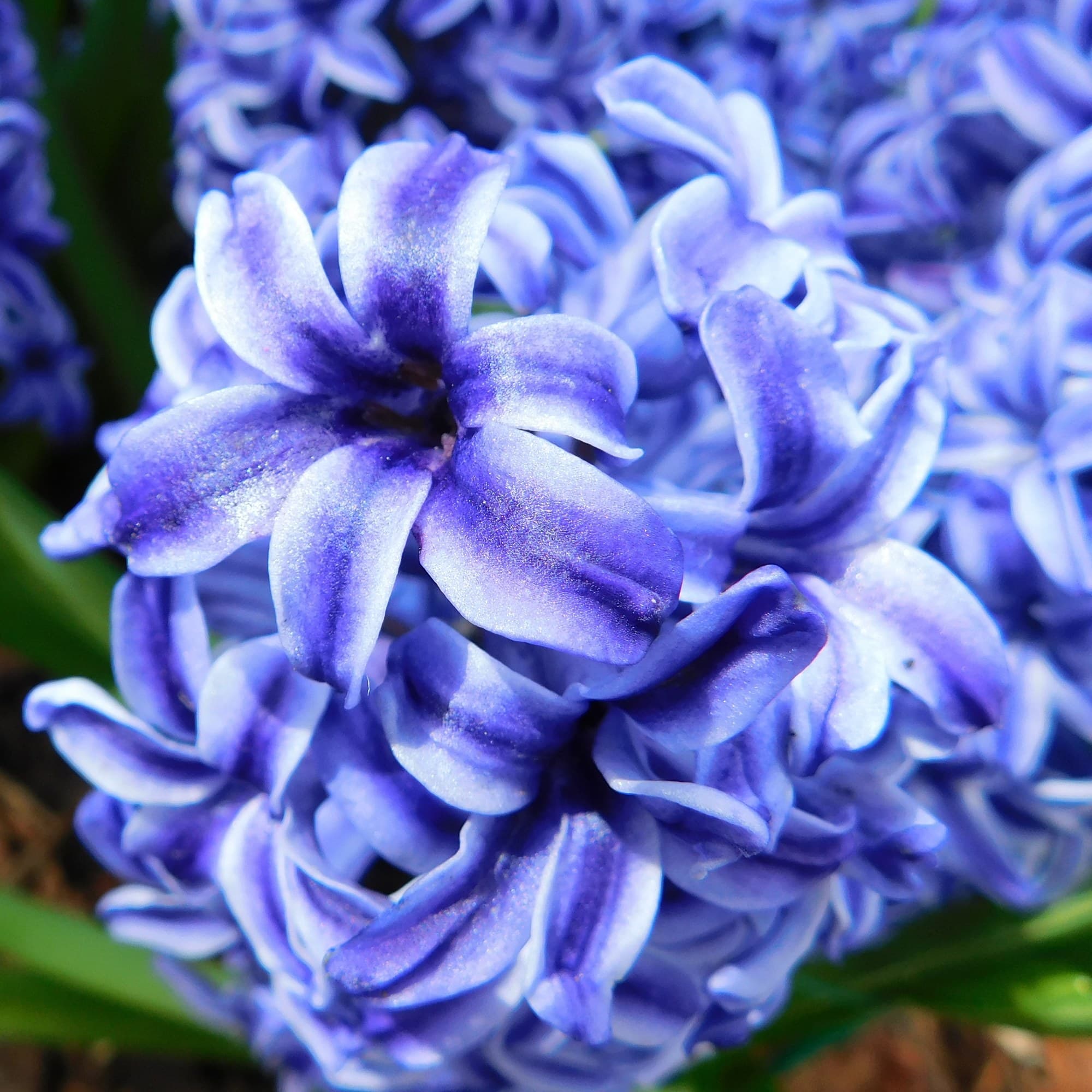 Hyacinth