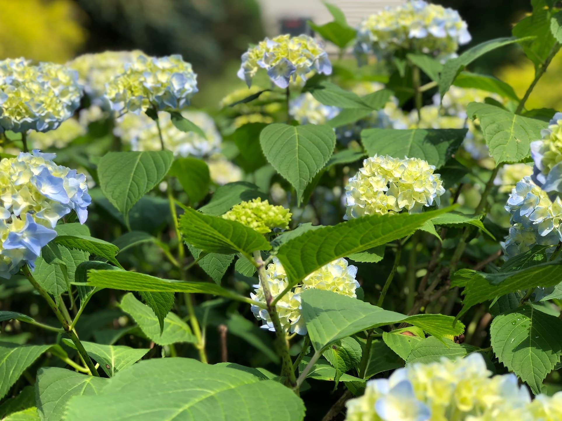 Blue Hydrangea Flowers