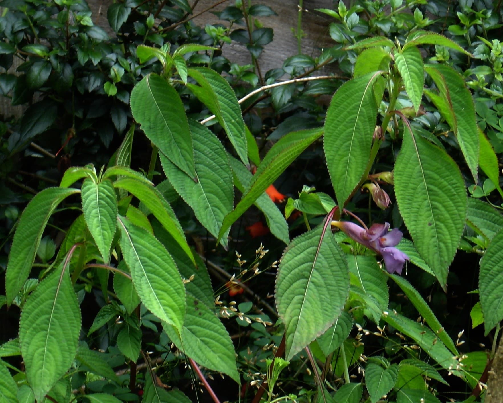Violet-blue impatiens (Impatiens arguta) flowers