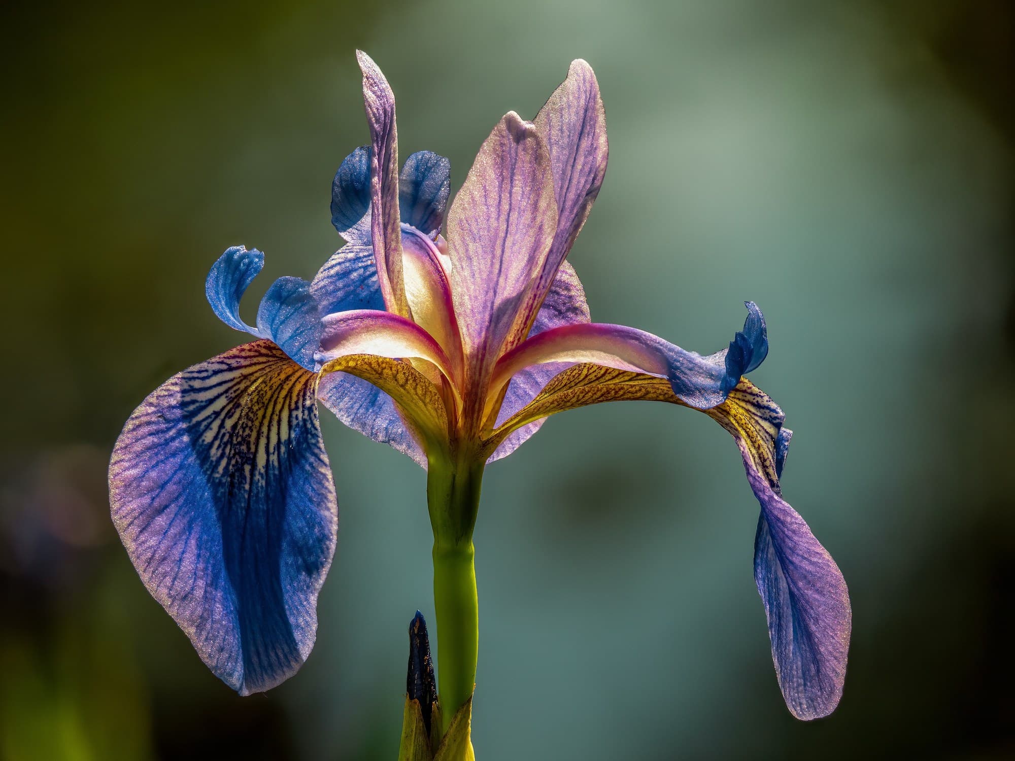 Iris Flower