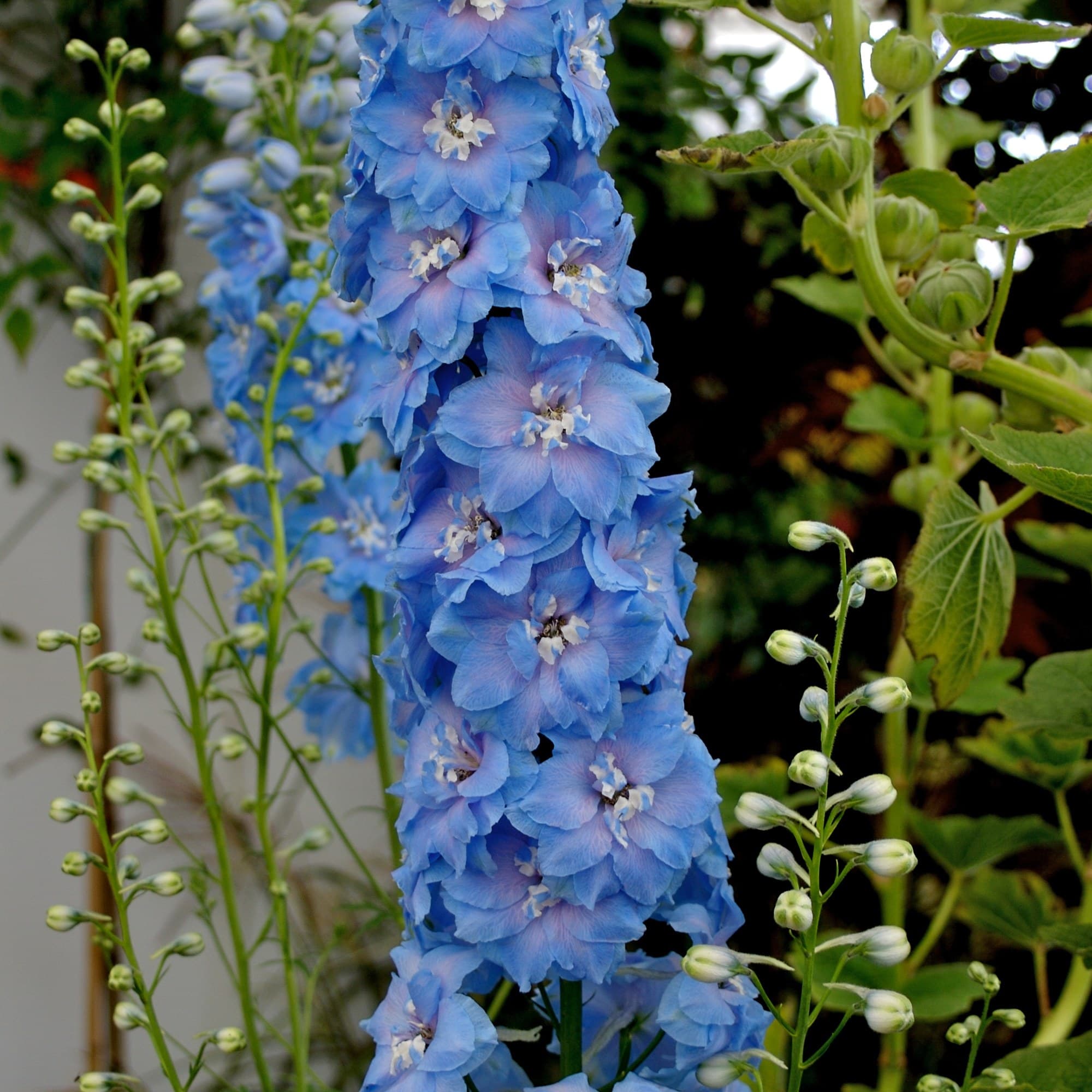 Larkspur Flower
