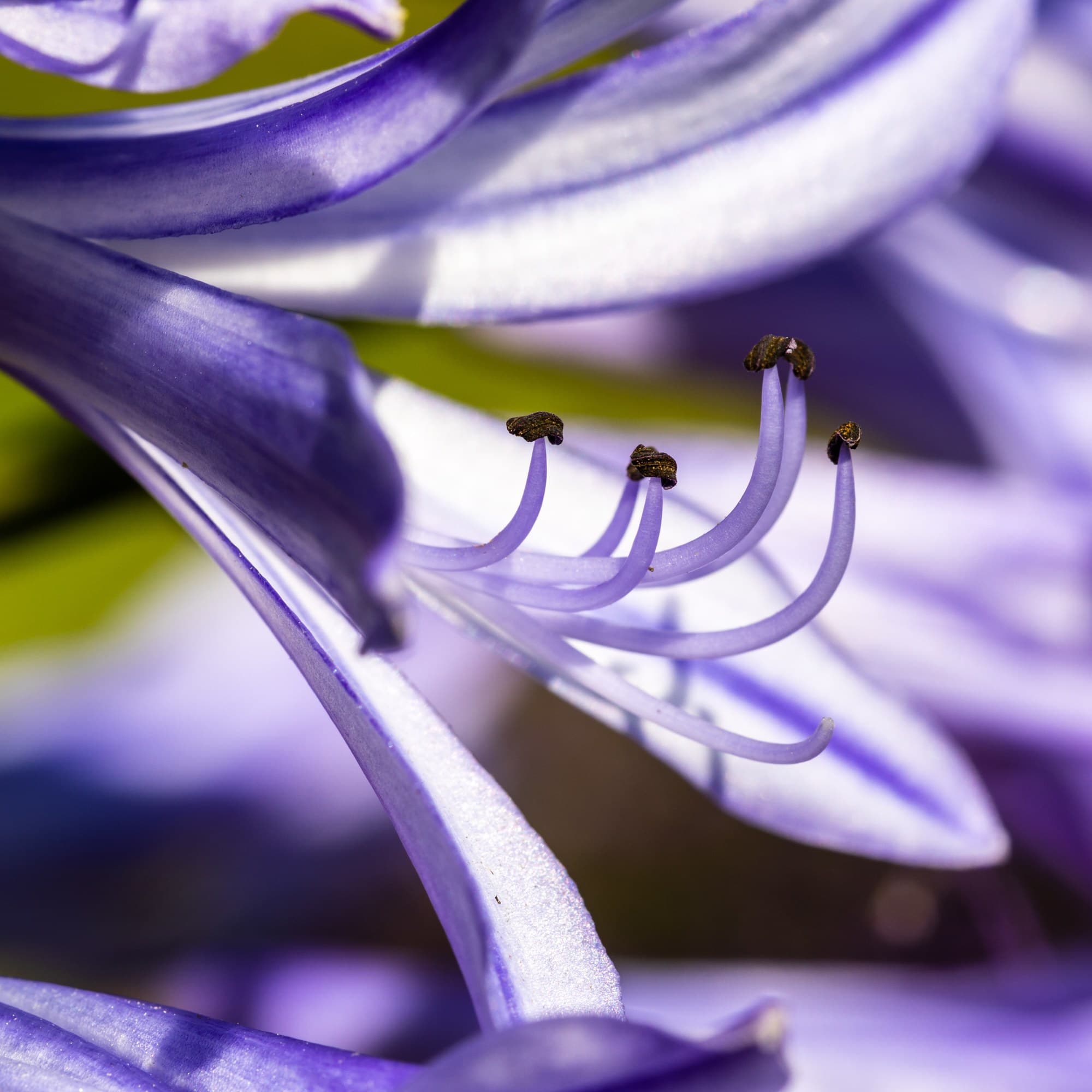 Lily of the Nile Flower