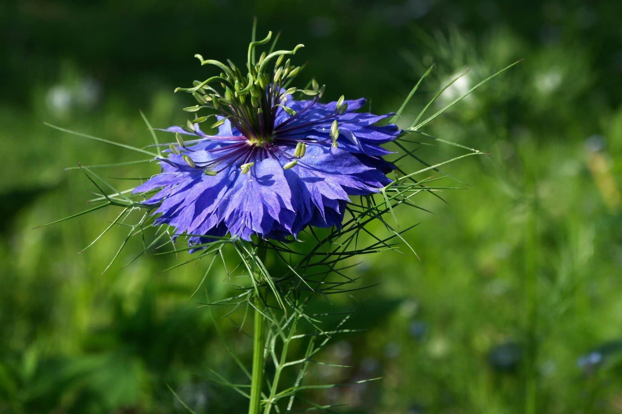 Love-in-a-mist Flower