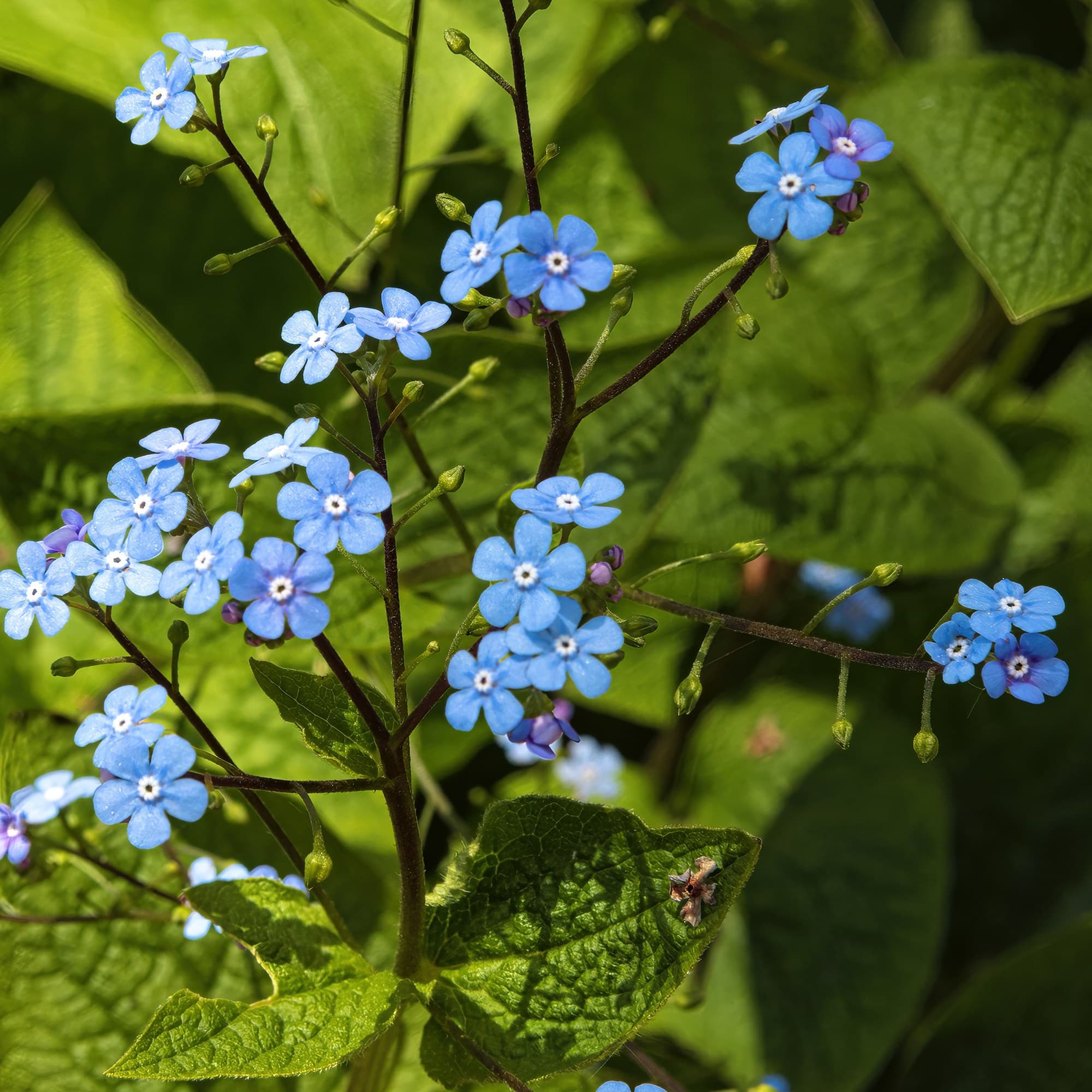 Siberian Bugloss Flowers