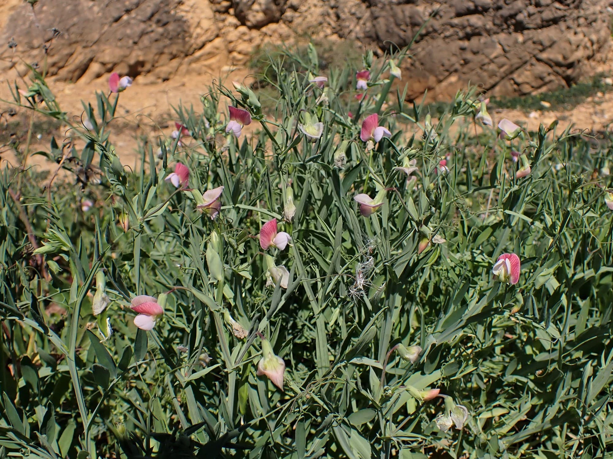 Sweet Pea Flower