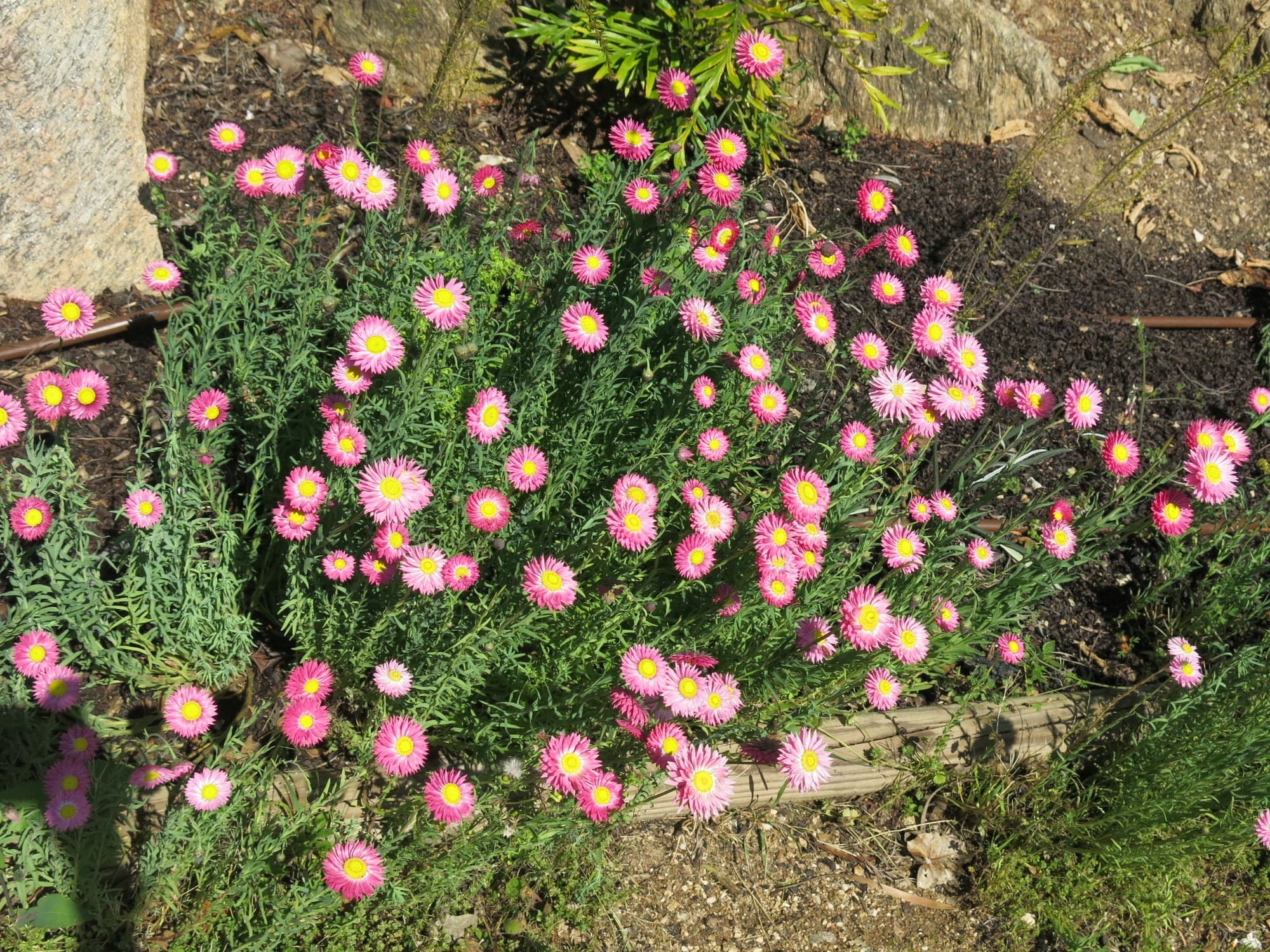Everlasting daisies (Rhodanthe chlorocephala) in flower