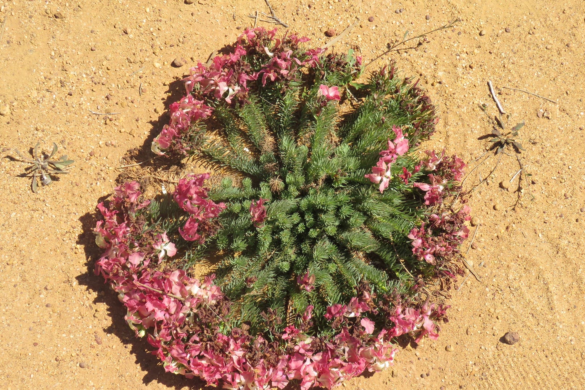 Australian Wildflowers: A Guide to Western Australia’s Wildflower Season