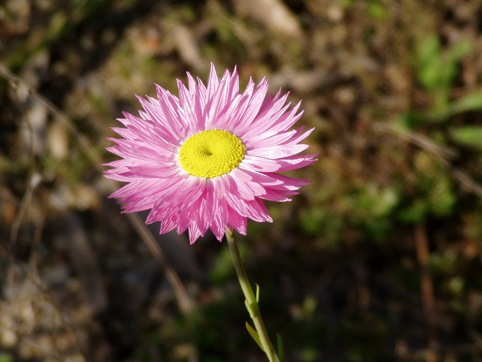 Pink and white everlasting daisies in a field