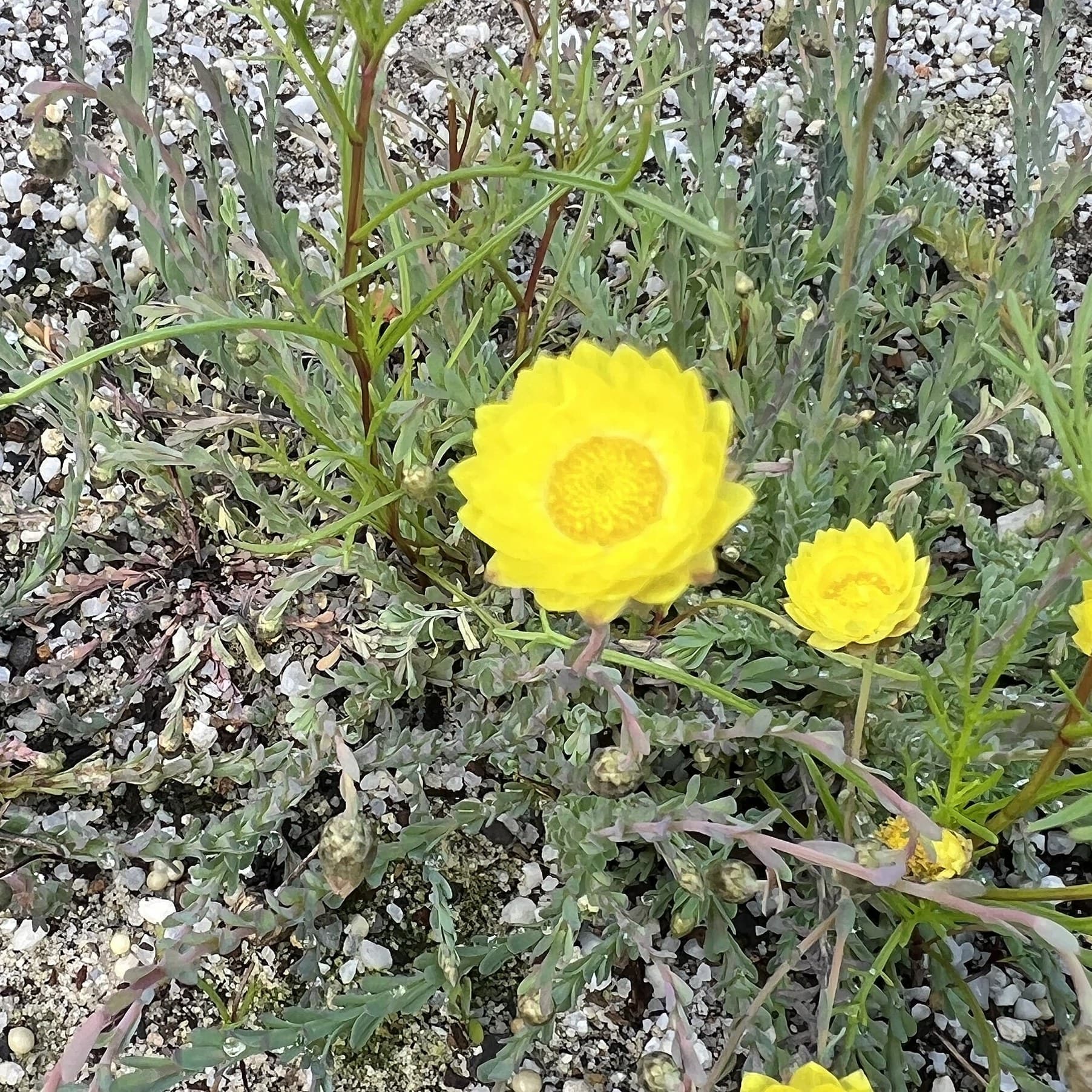 Rhodanthe chlorocephala subsp. chlorocephala flowers