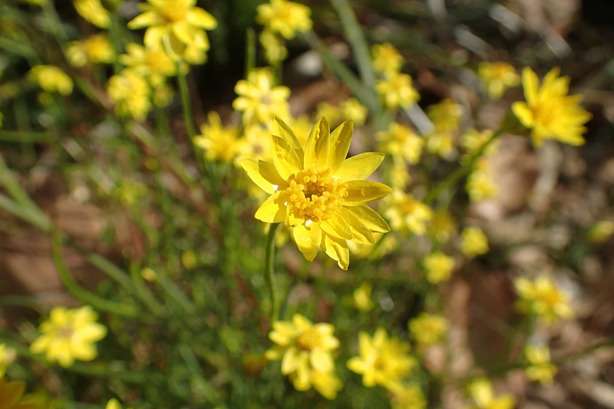 Showy everlasting (Schoenia filifolia) flowers