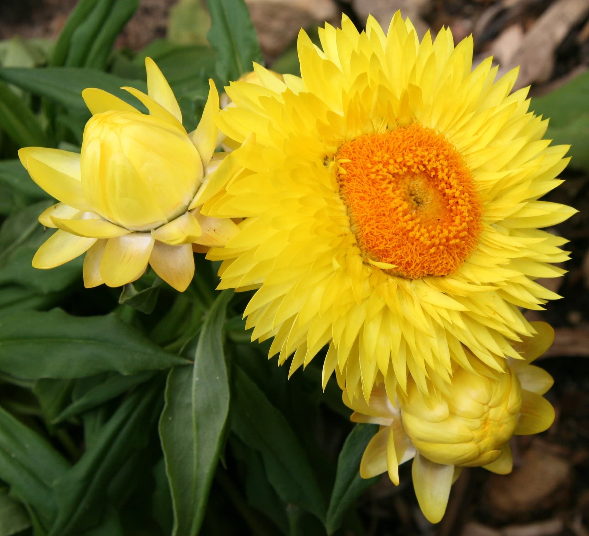 Golden everlasting (Xerochrysum bracteatum) flowers