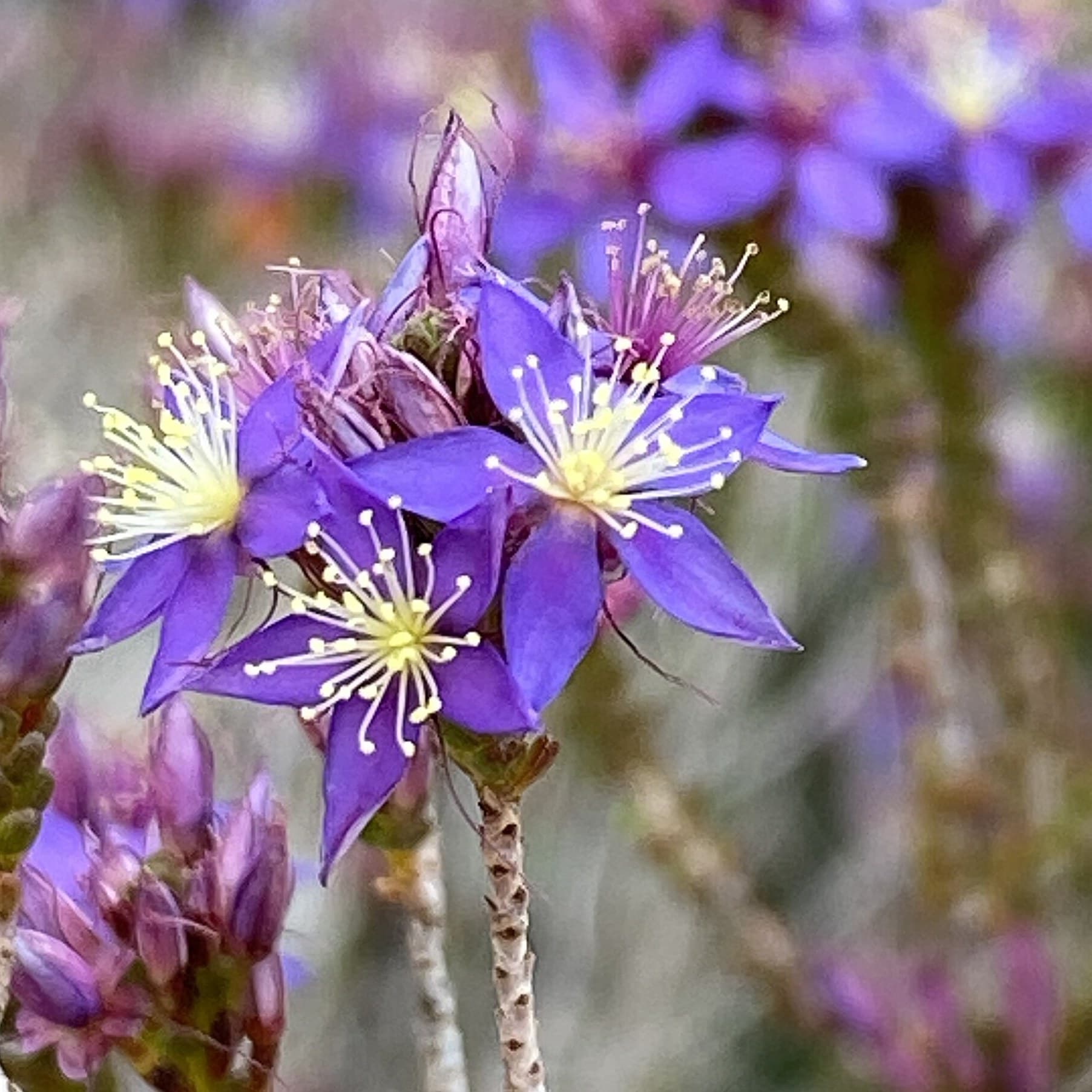 Purple starflowers (Calytrix leschenaultii)