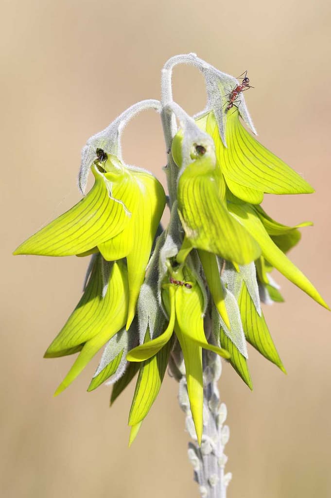 Green birdflower (Crotalaria cunninghamii)