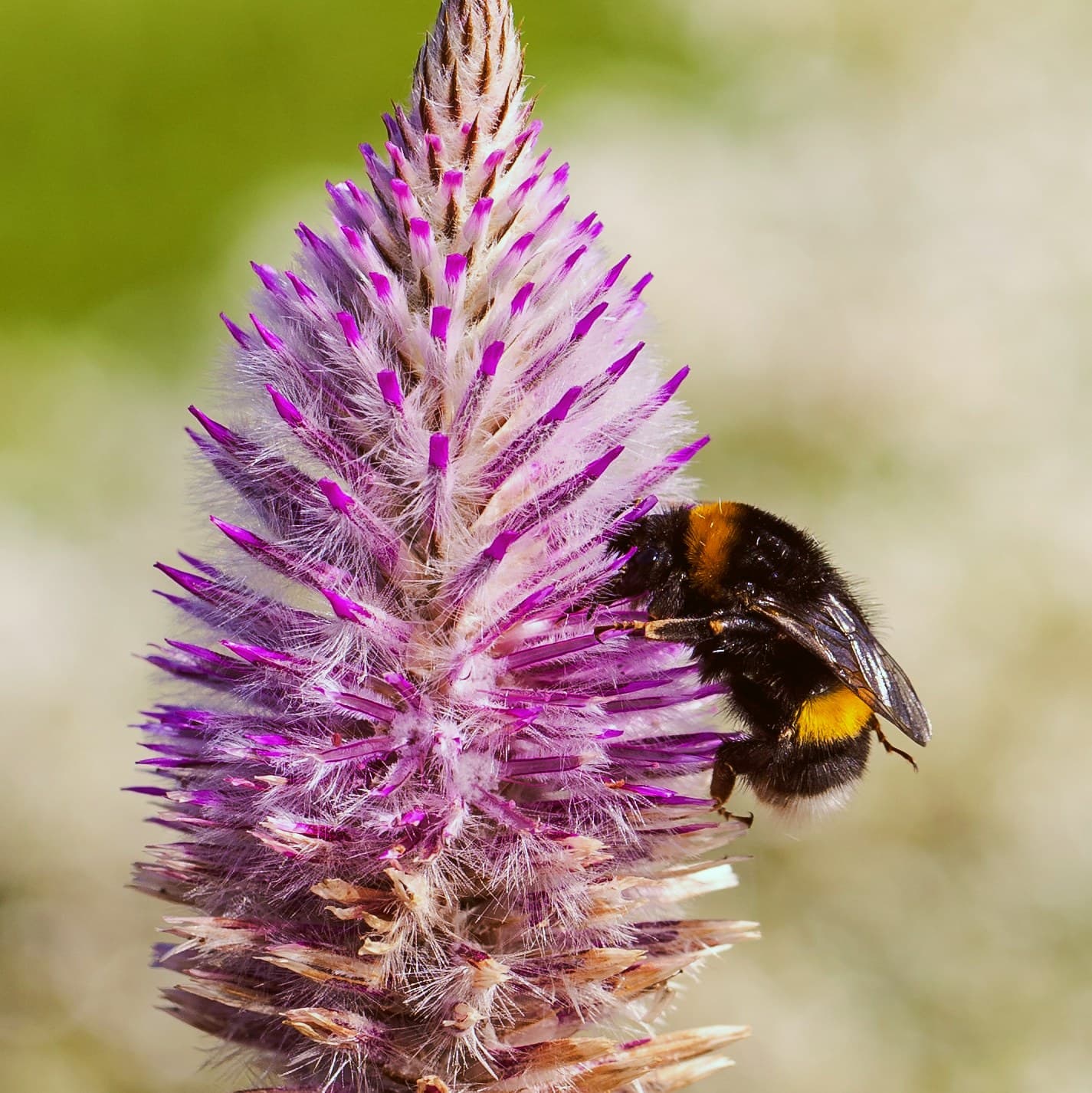 Purple mulla mulla (Ptilotus exaltatus)