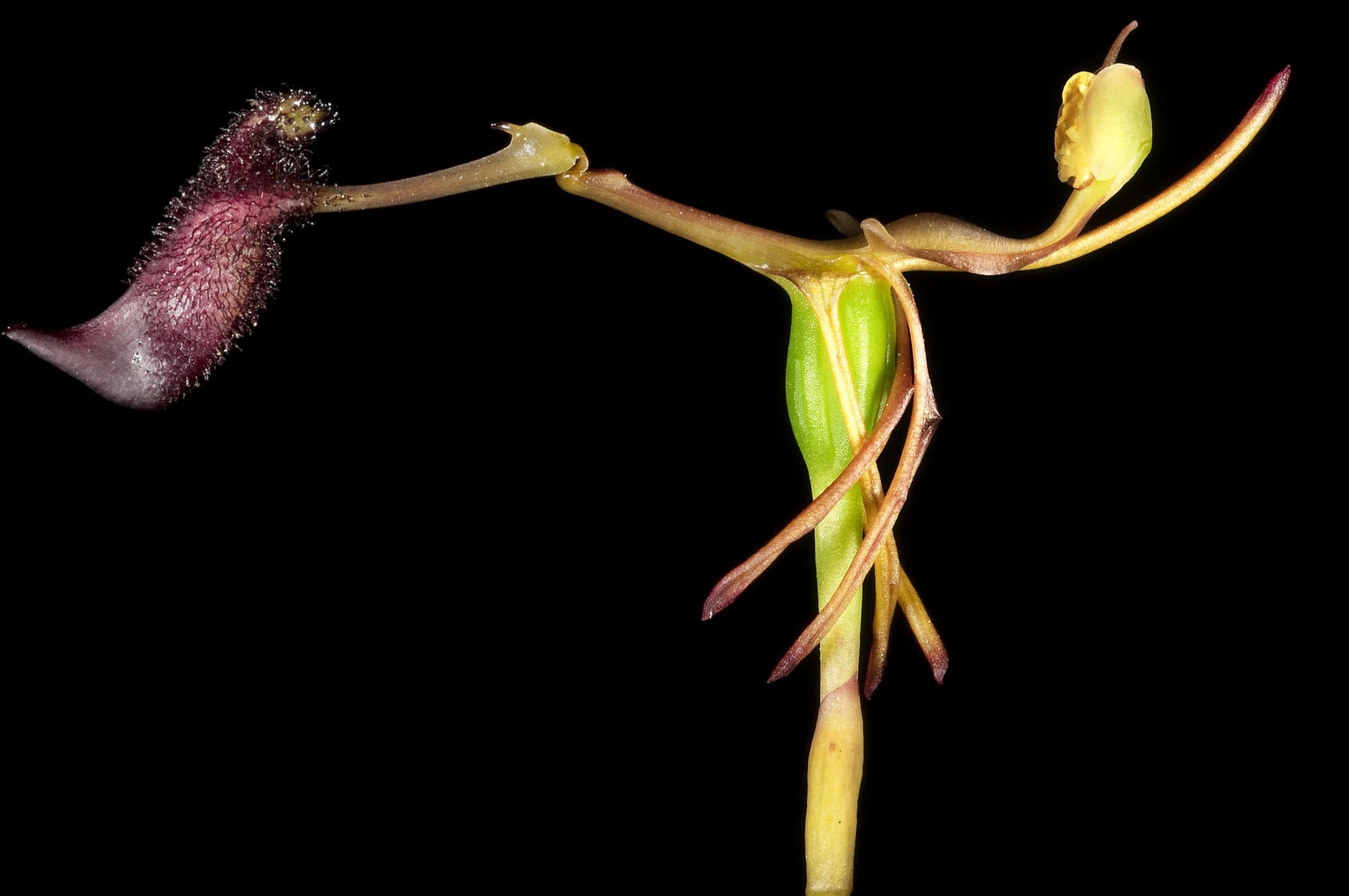 Hammer orchid (Drakaea) flower