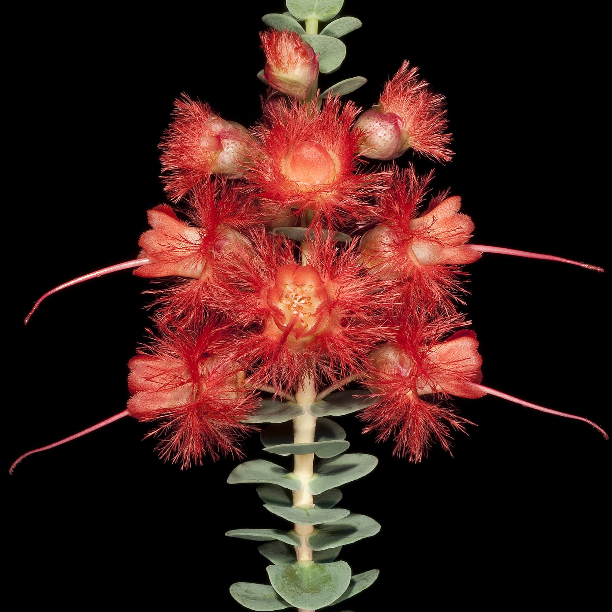 Scarlet feather flower (Verticordia grandis)