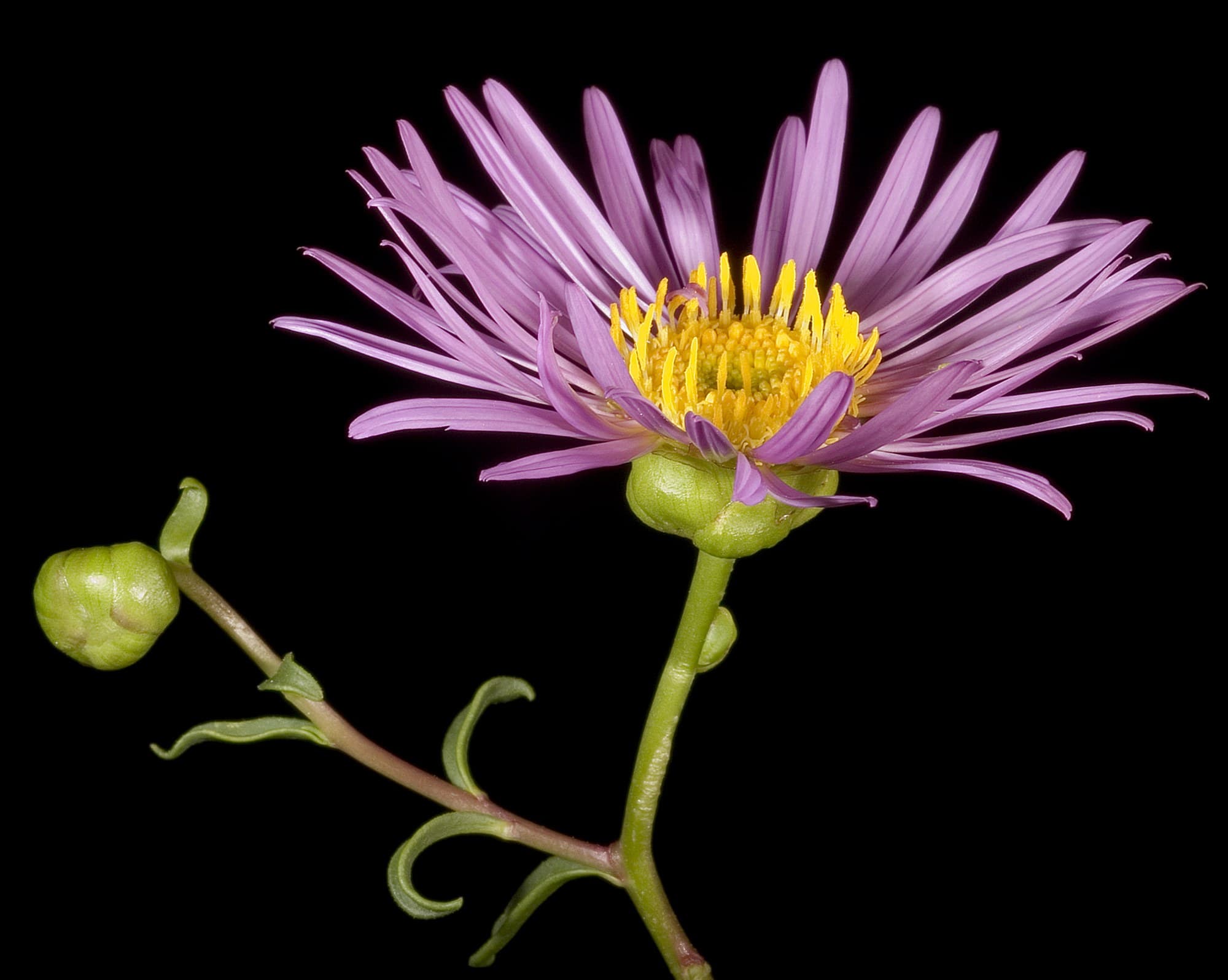 Shark Bay daisy (Pembertonia latisquamea)