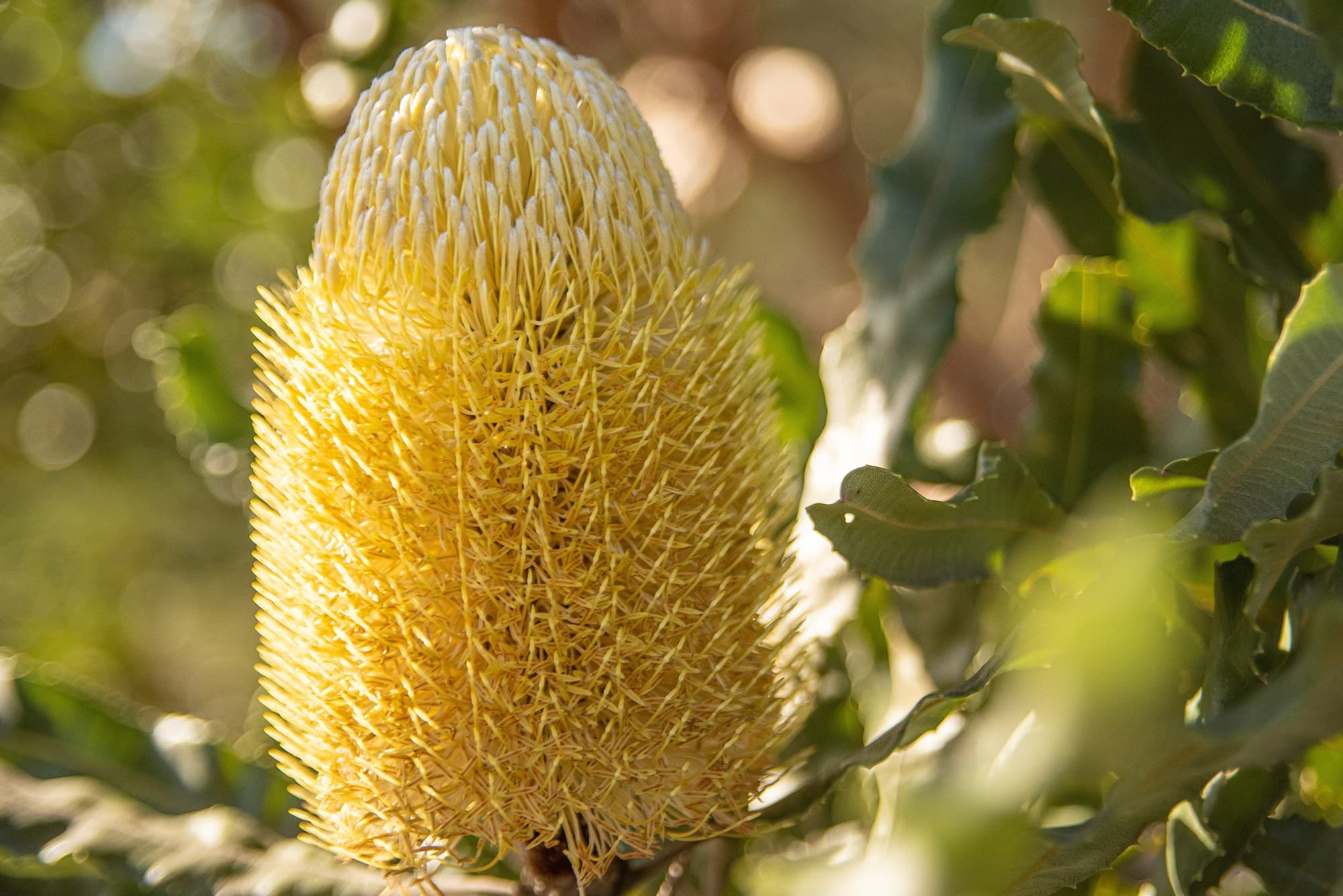 Firewood banksia (Banksia menziesii) flower