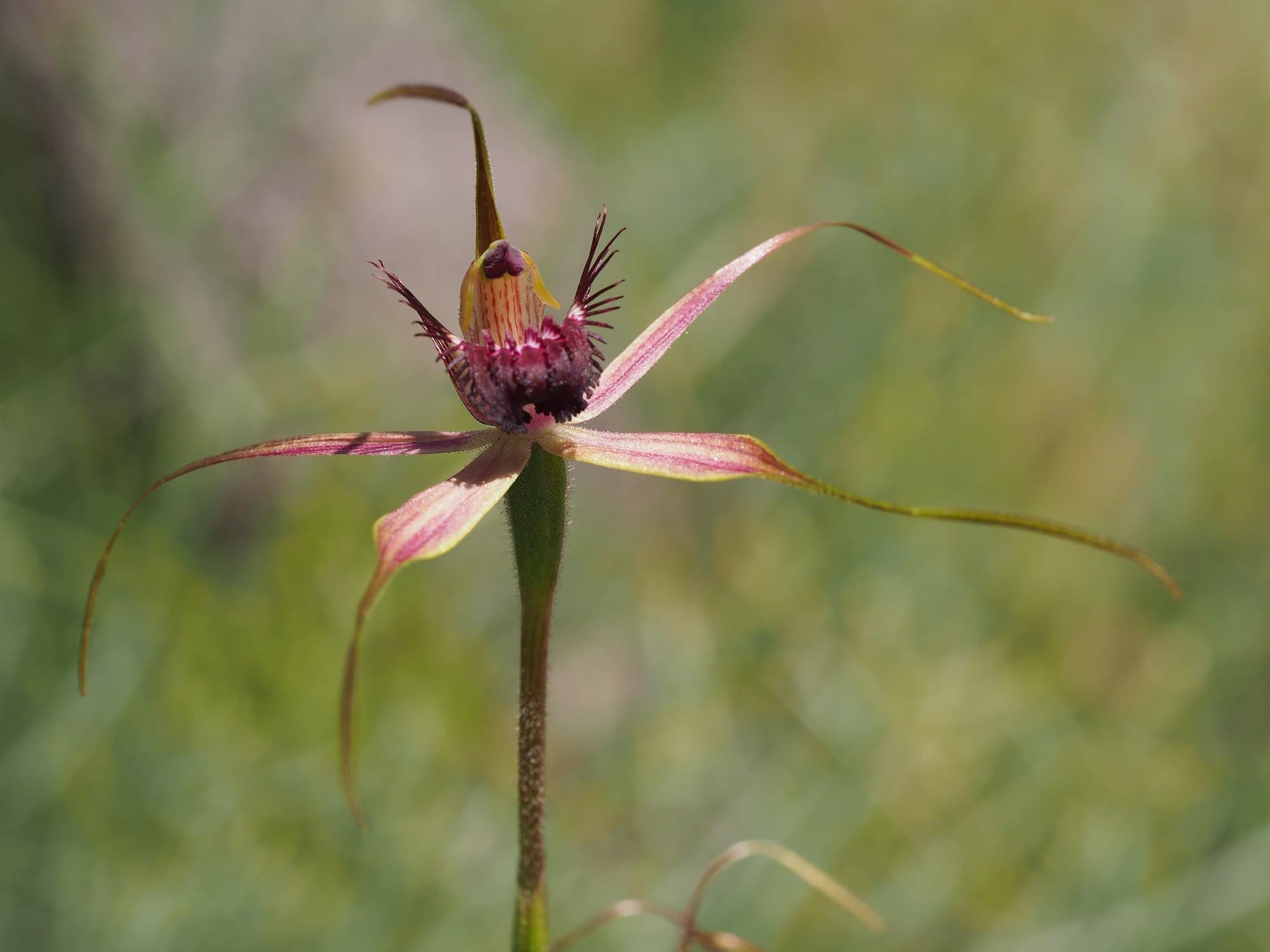 Carousel spider orchid (Caladenia arenicola) flower
