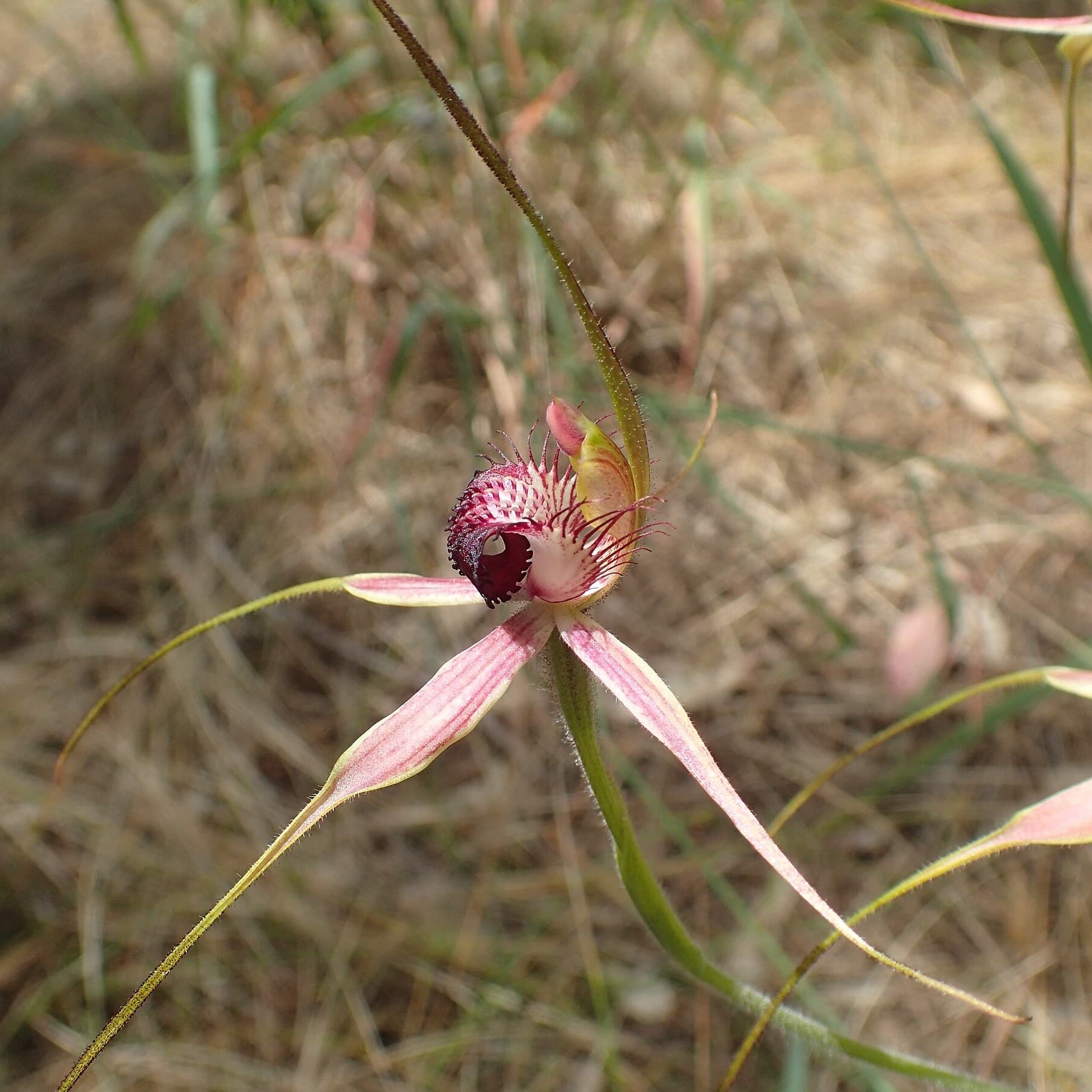Carousel spider orchid (Caladenia arenicola), side view