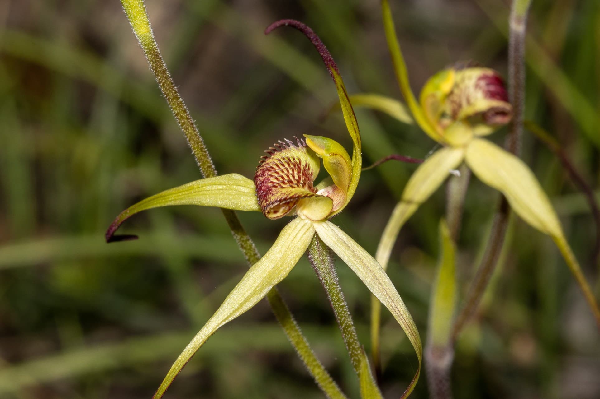 Spider orchid (Caladenia woolcockiorum) flower